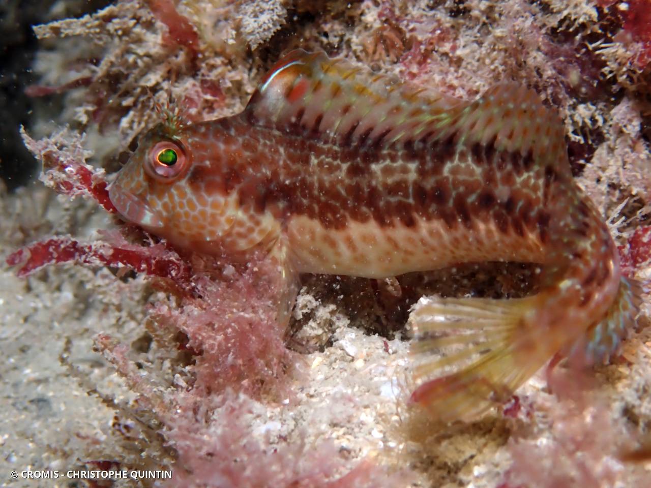 Blennie pilicorne