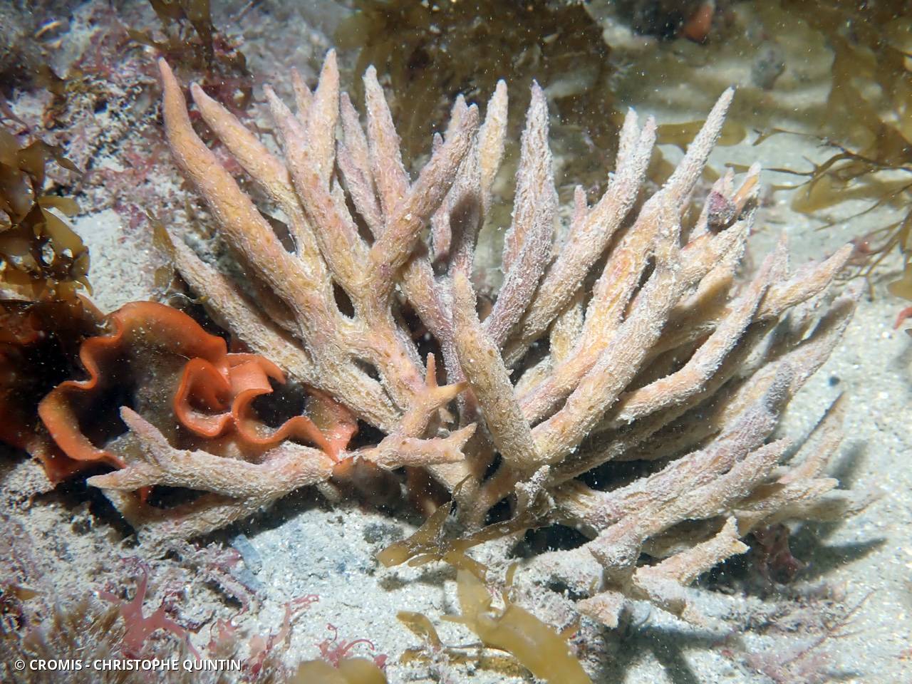 Adreus