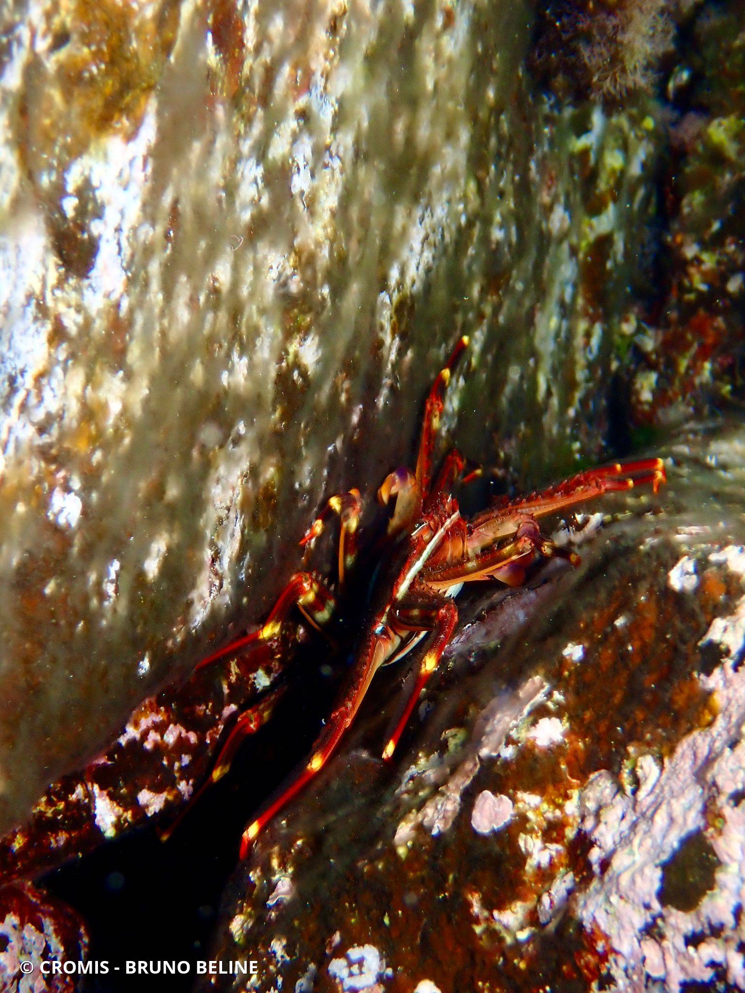 Crabe plat des oursins
