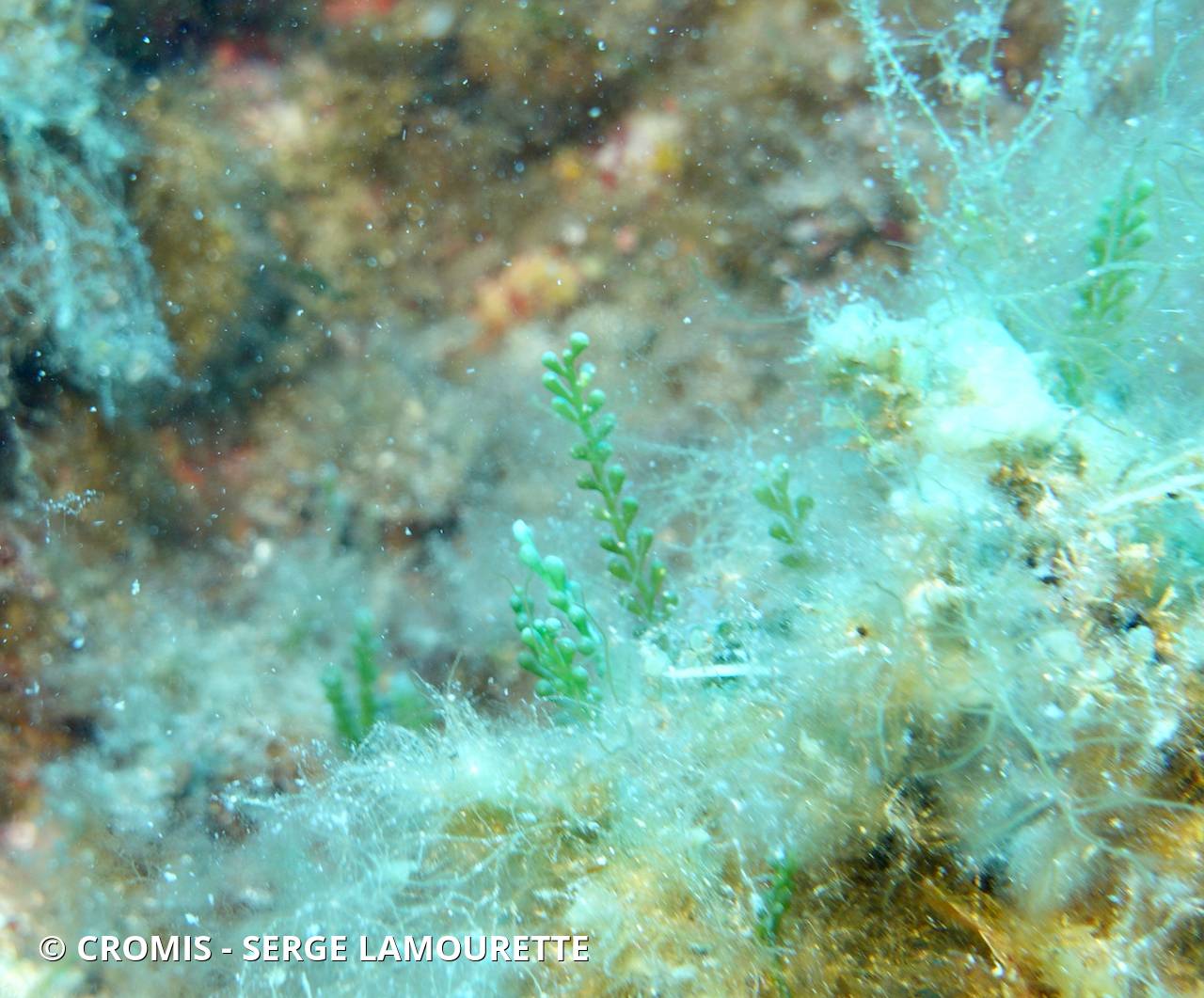 Caulerpe cylindracée