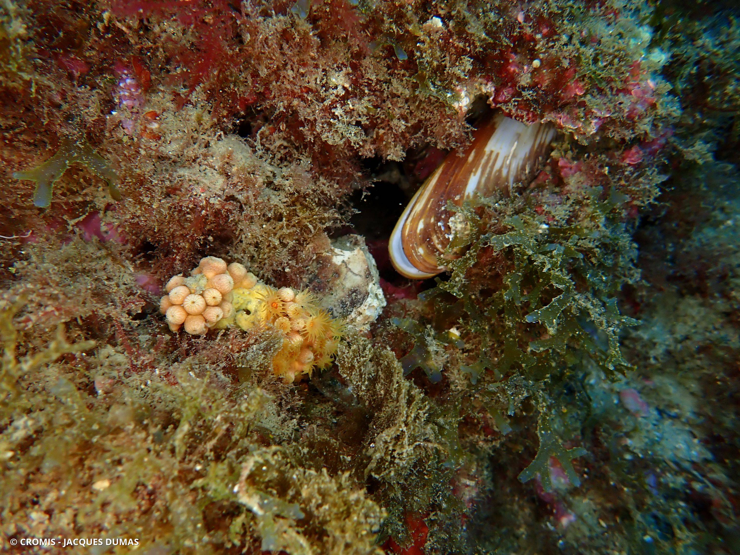 Datte de mer