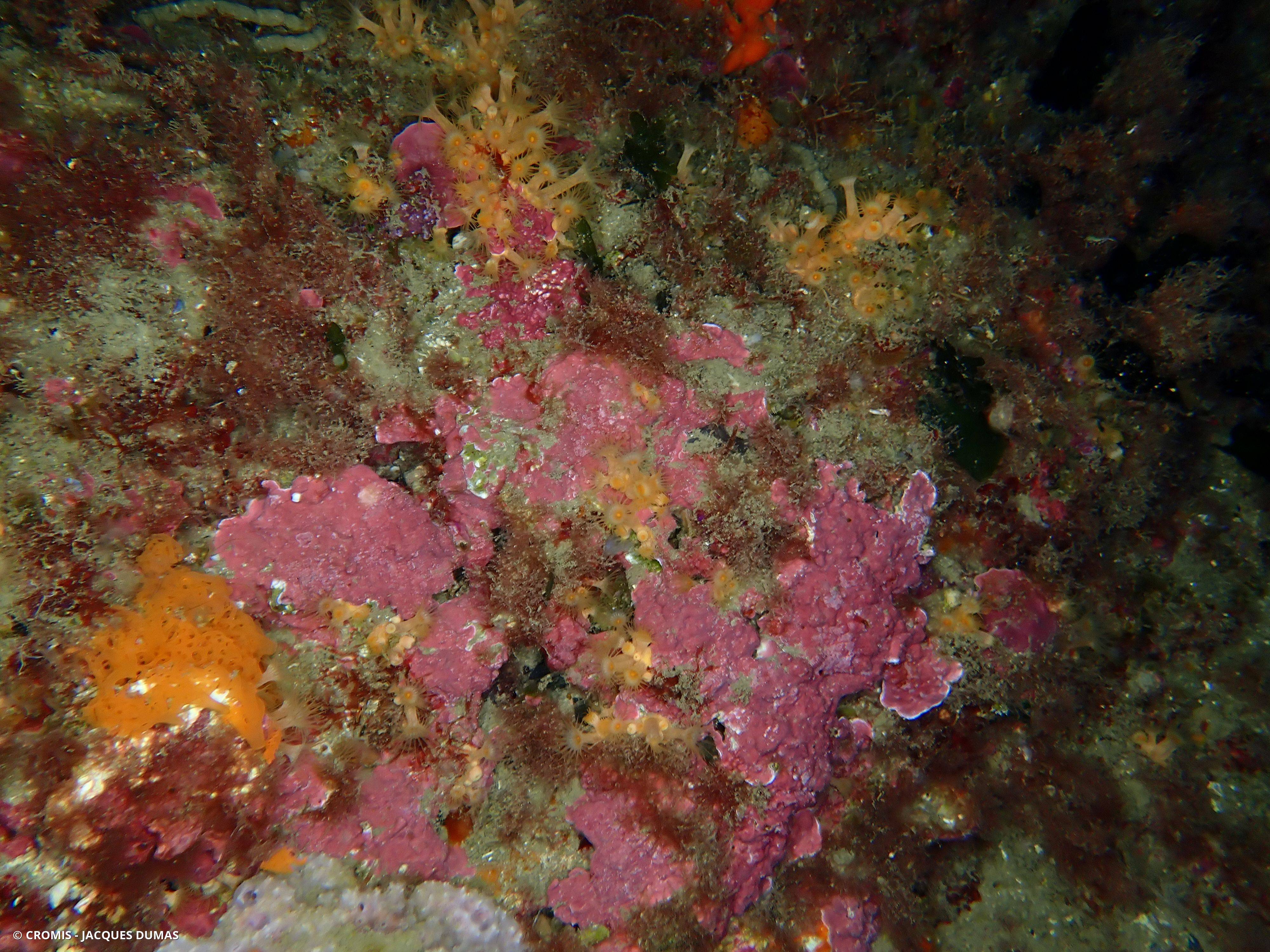 Mésophylle alternant