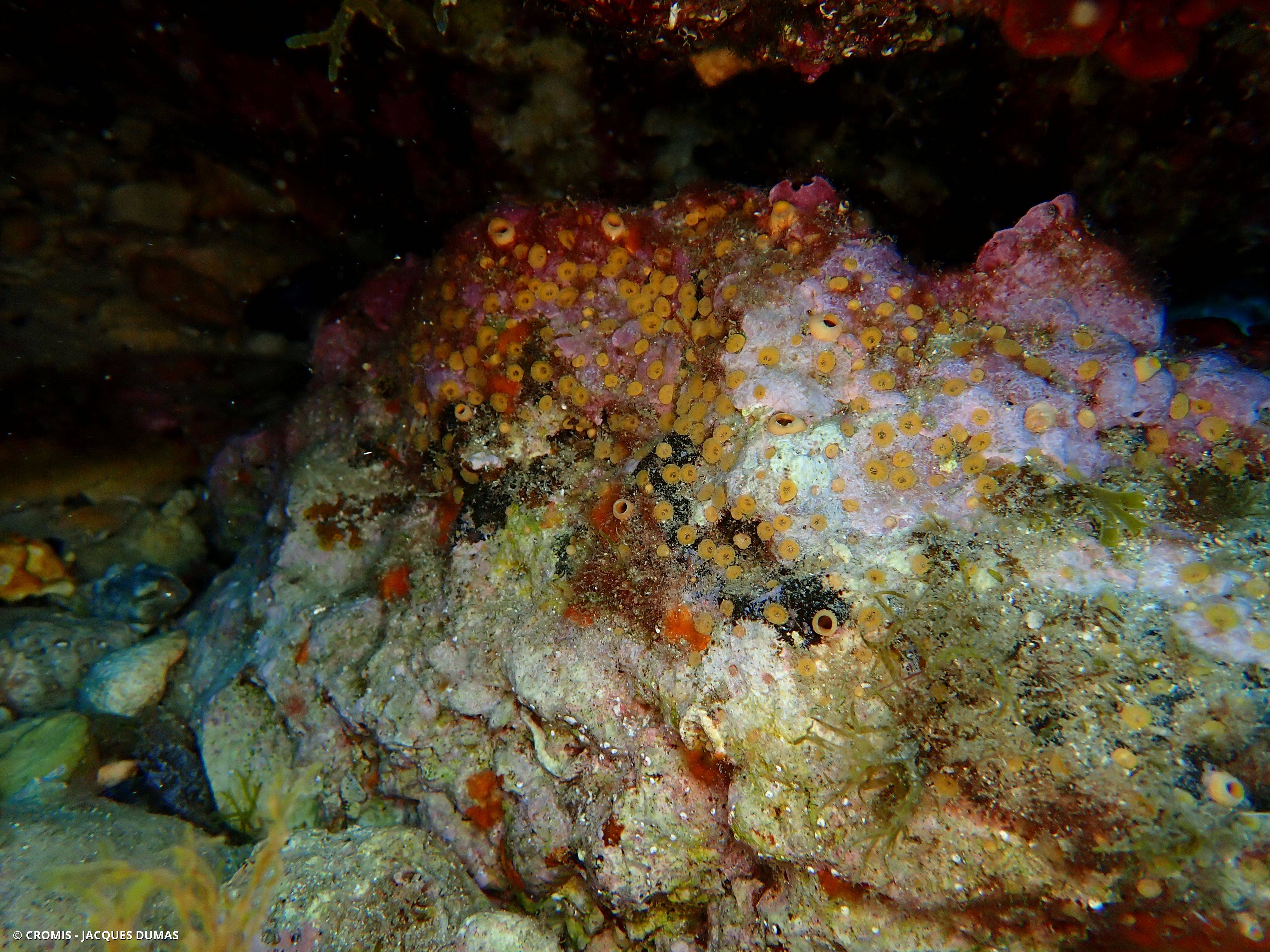 Clione orange naine