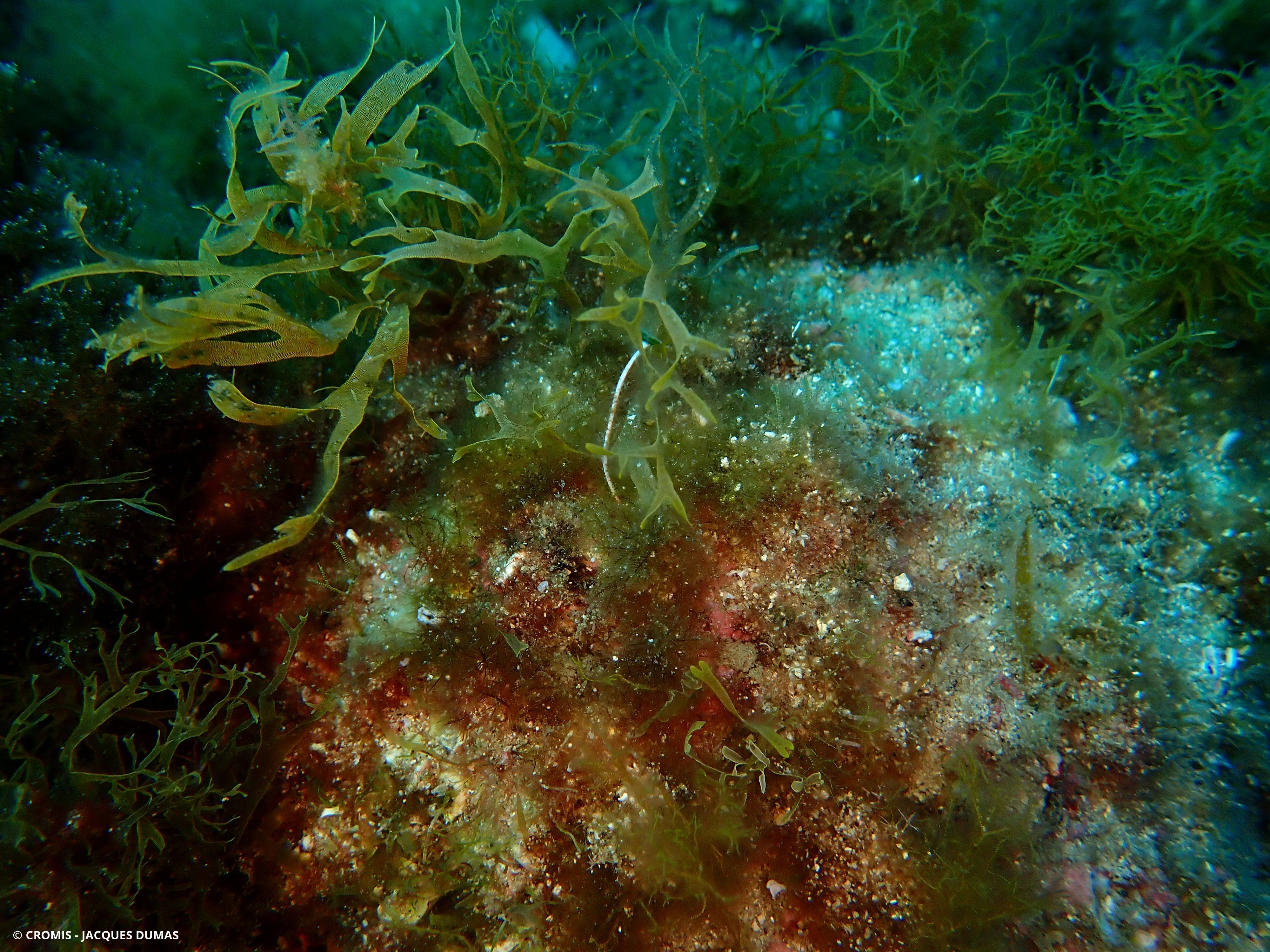 Dictyote