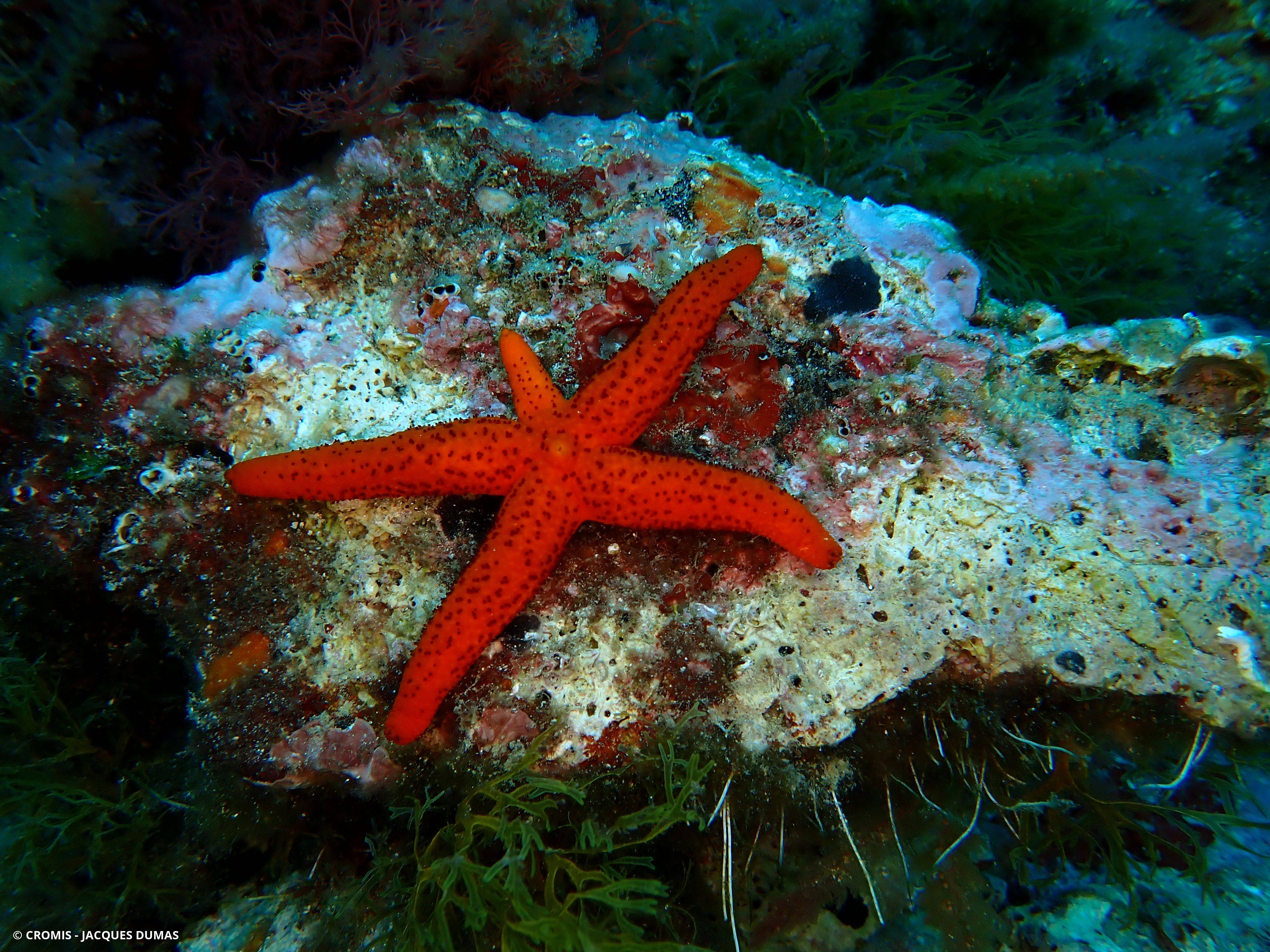 Etoile de mer rouge