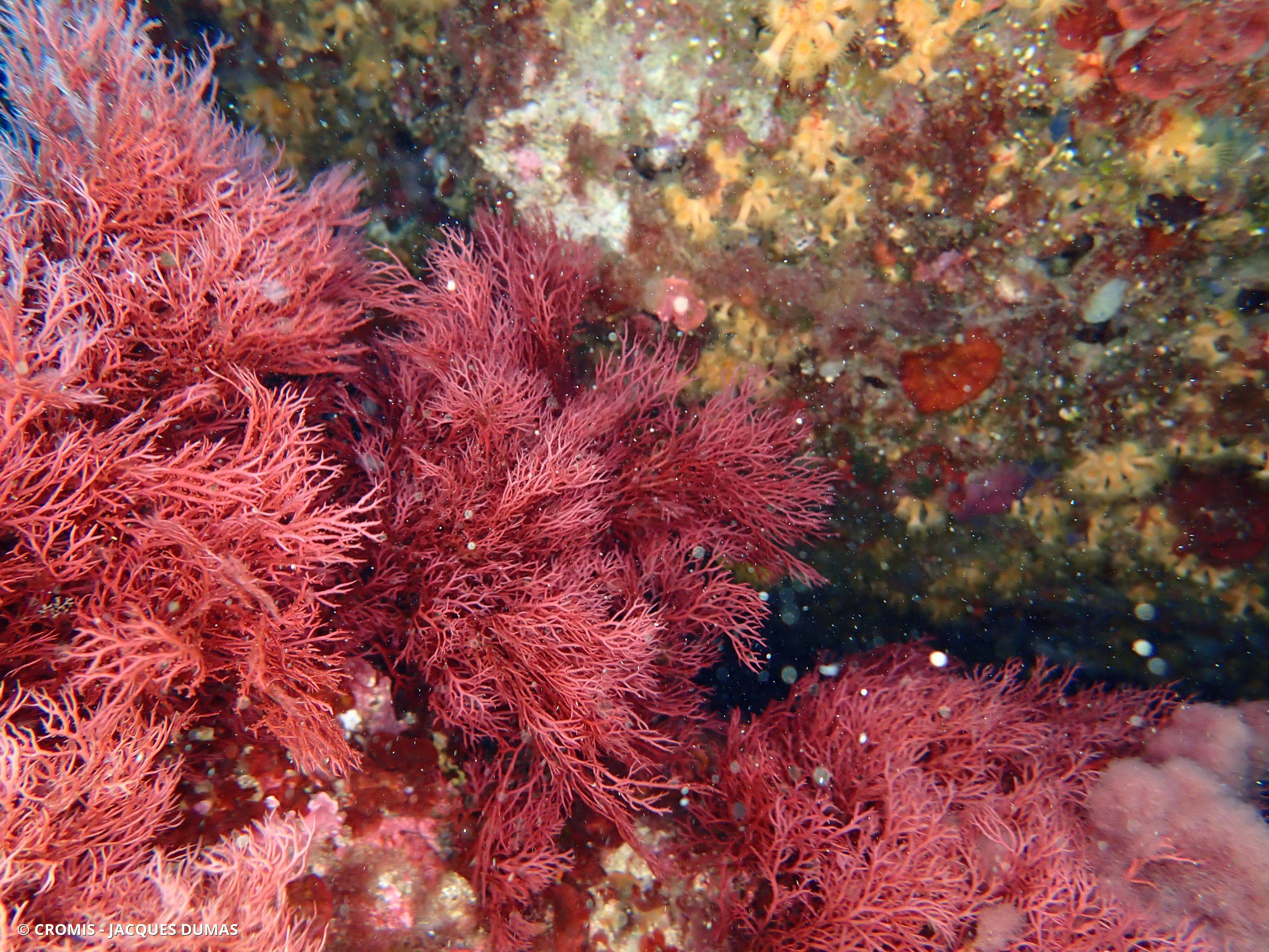 Sphérocoque