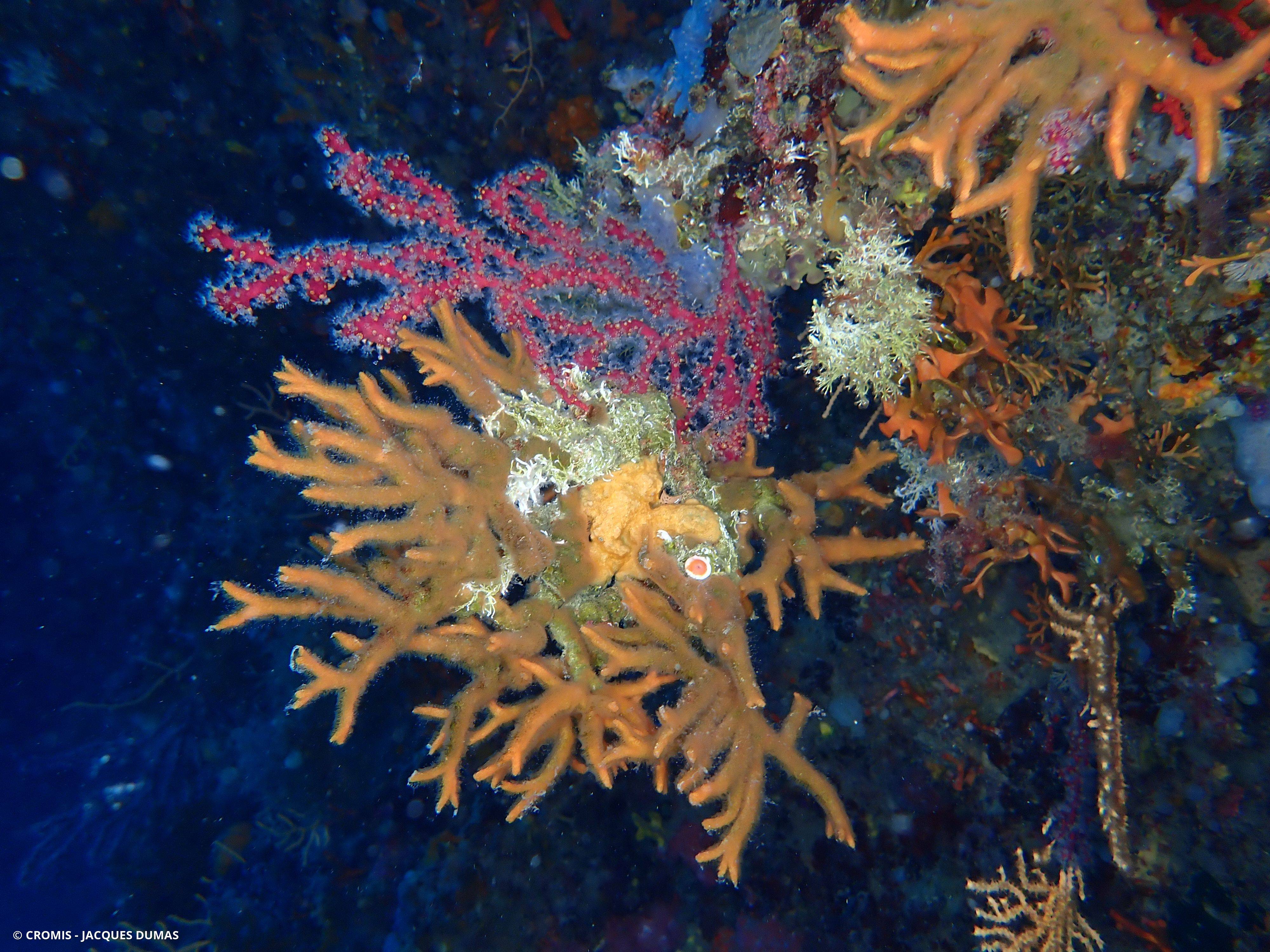 Turbicellépore cornu de Méditerranée
