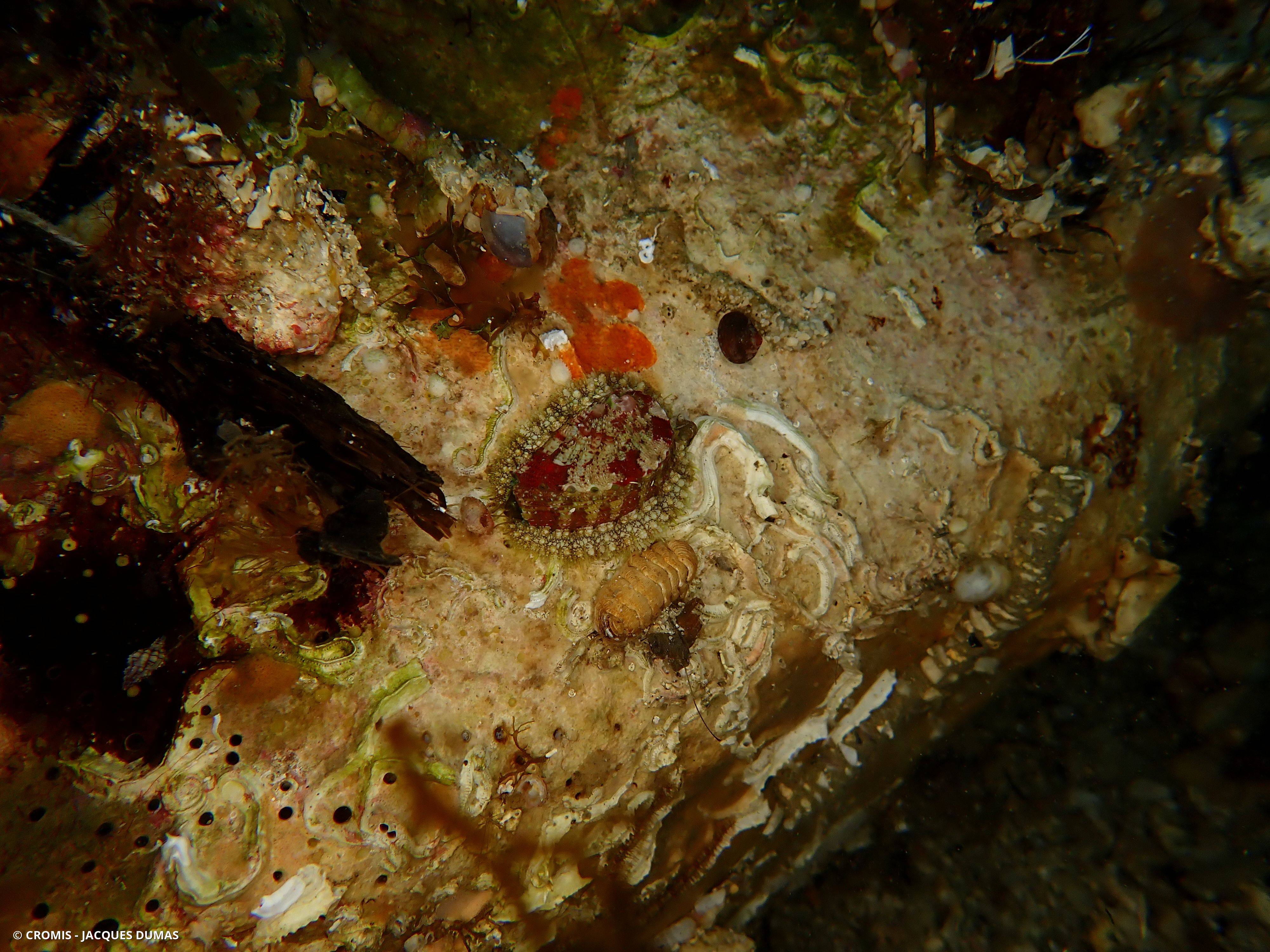 Chiton écailleux