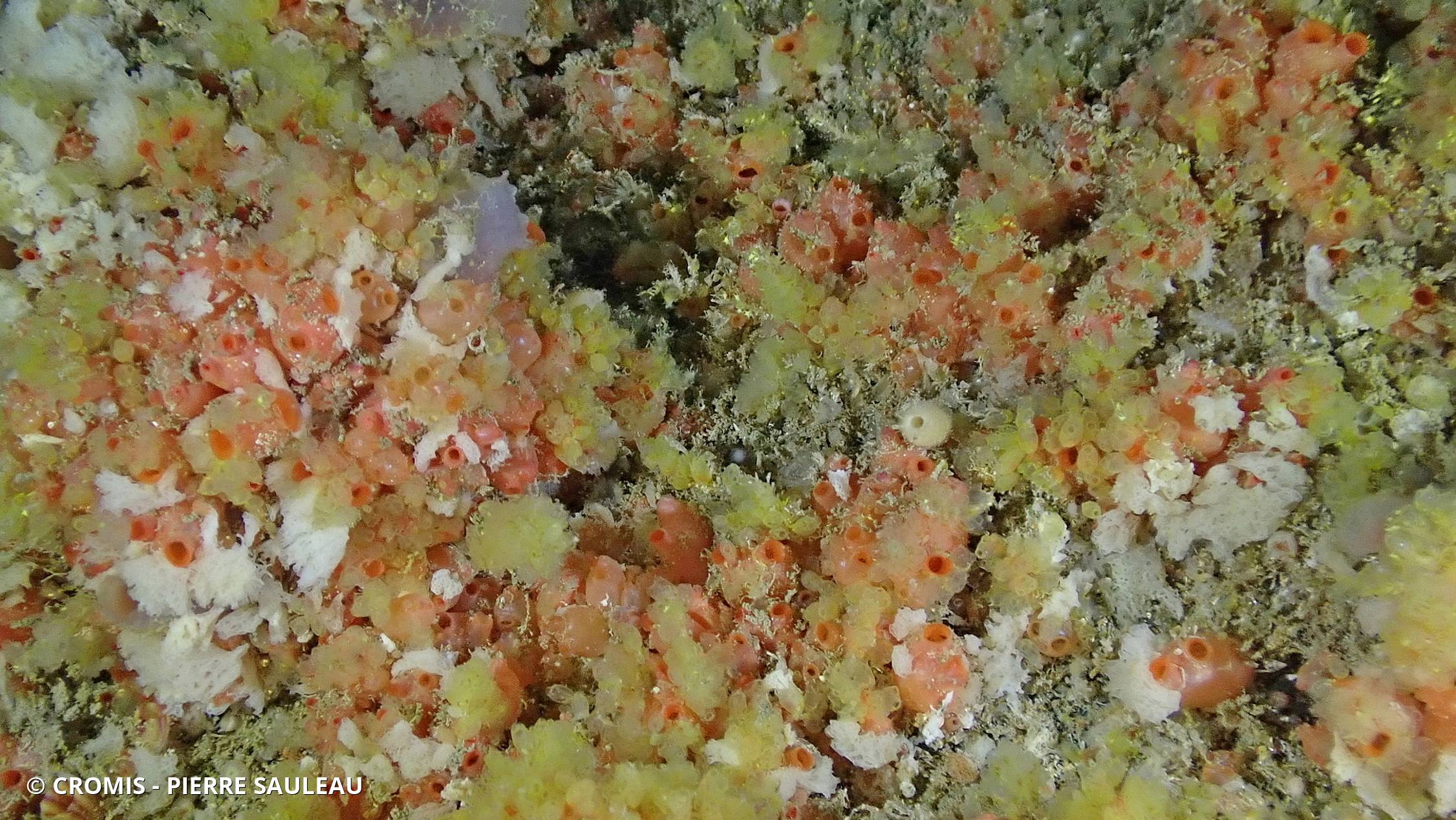 Perophore japonaise