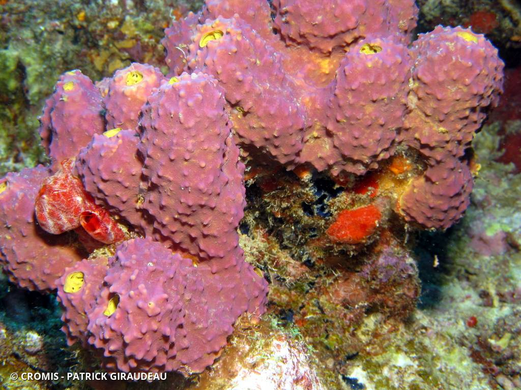 Eponge multicolore