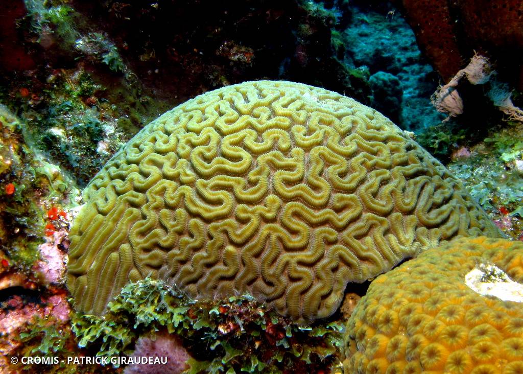 Corail cerveau de Neptune