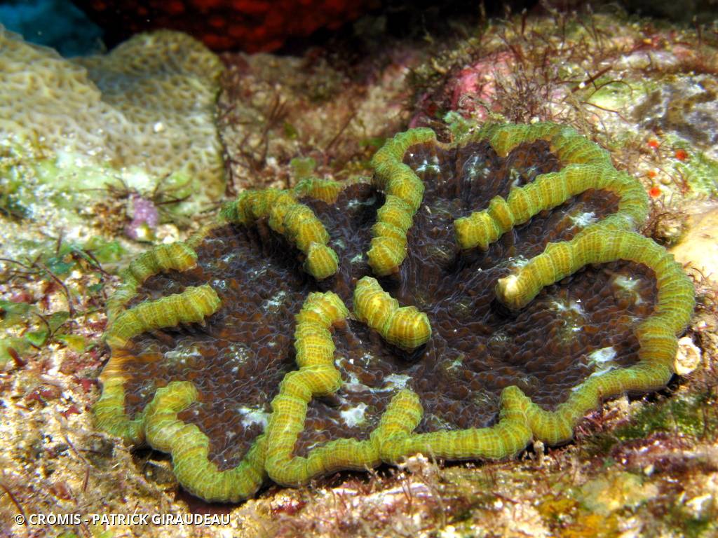 Corail cactus à bosses