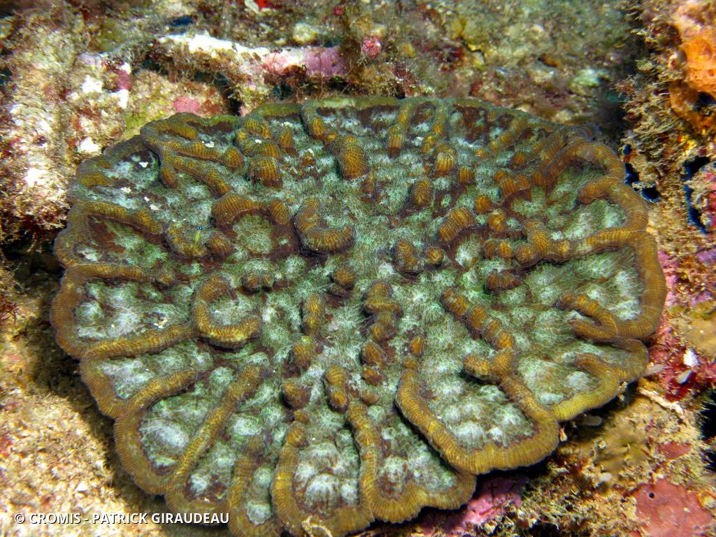 Corail cactus à bosses