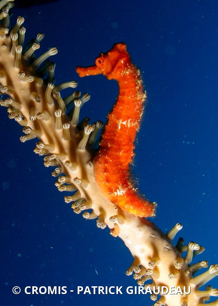 Hippocampe à long nez