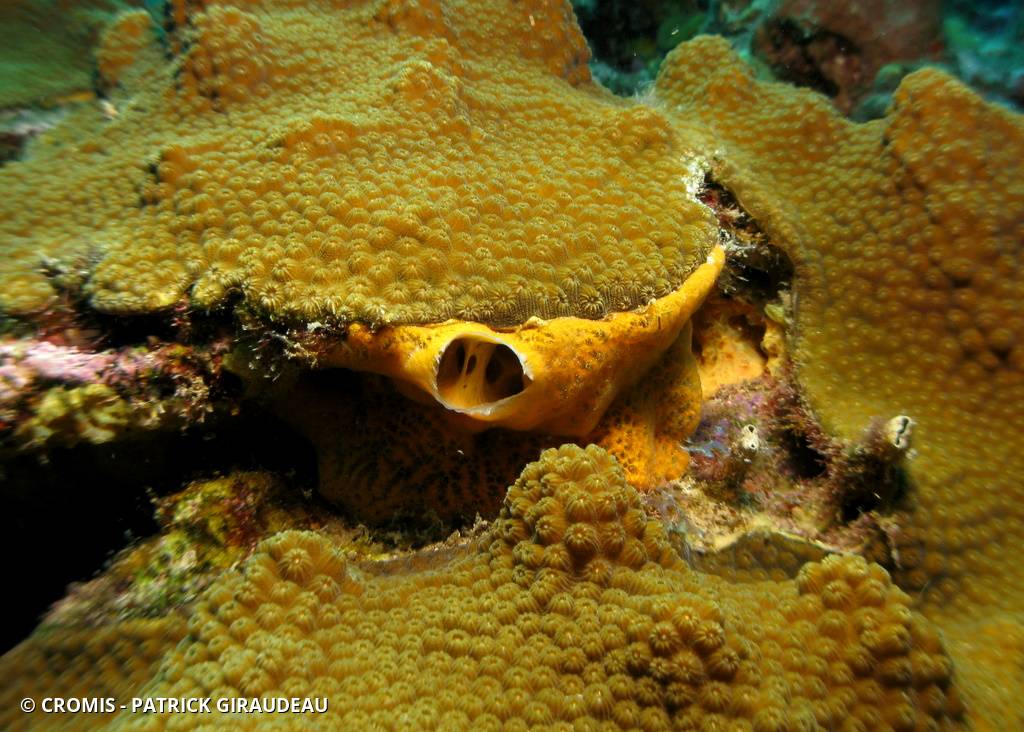 Eponge orange givrée