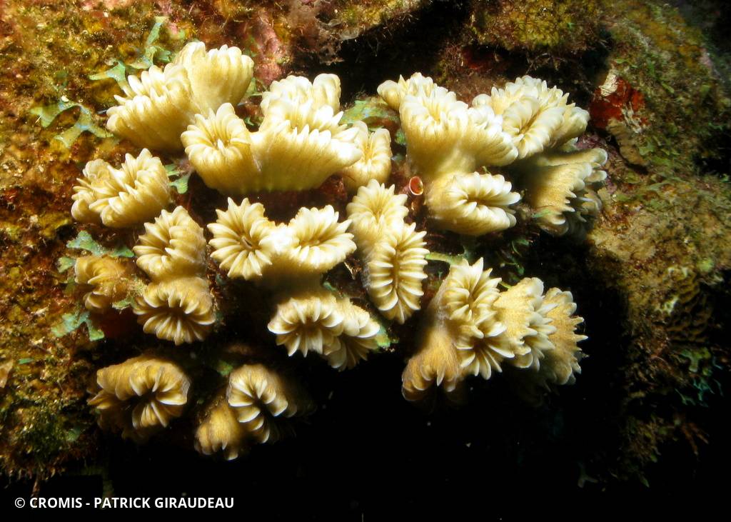 Corail fleur doux