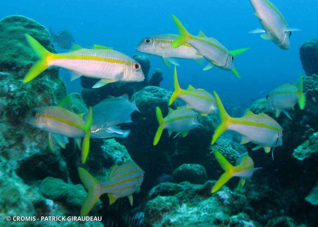Barbarin blanc
