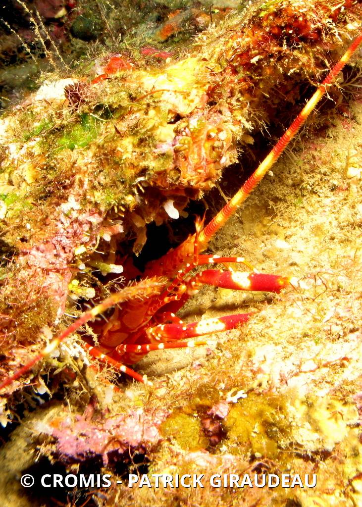 Langouste à bandes rouges