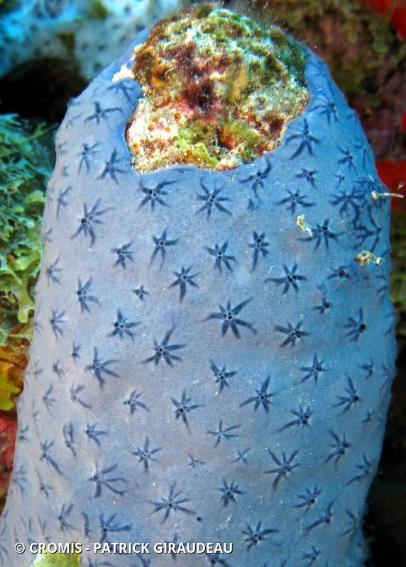Eponge étoilée bleue