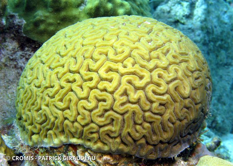 Corail cerveau de Neptune
