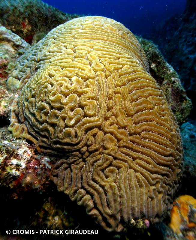 Corail cerveau de Neptune