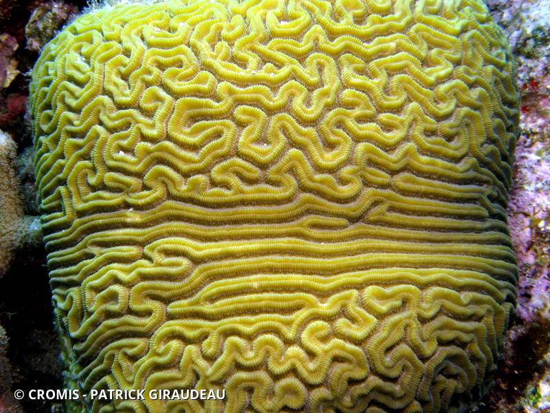 Corail cerveau de Neptune