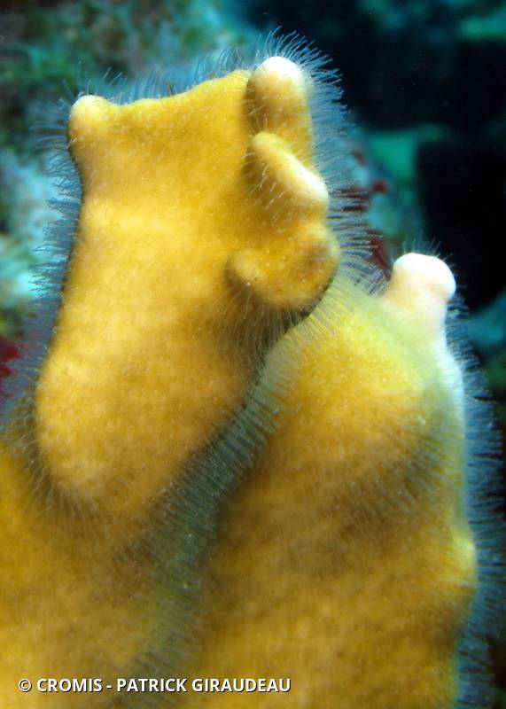Corail de feu branchu