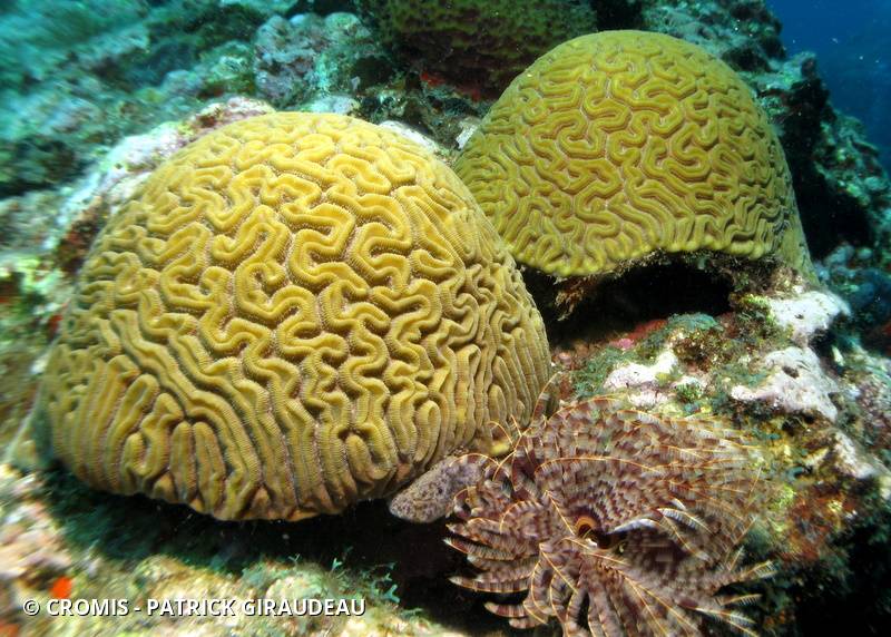 Corail cerveau de Neptune