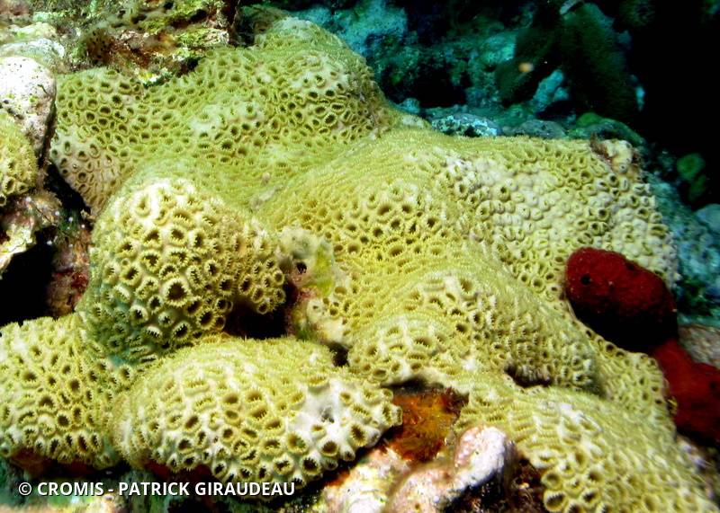 Zoanthaire caraïbe brun