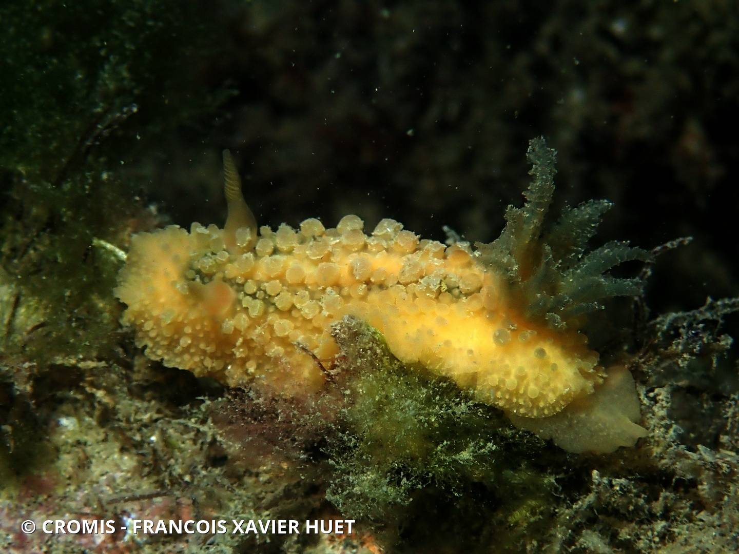 Citron de mer