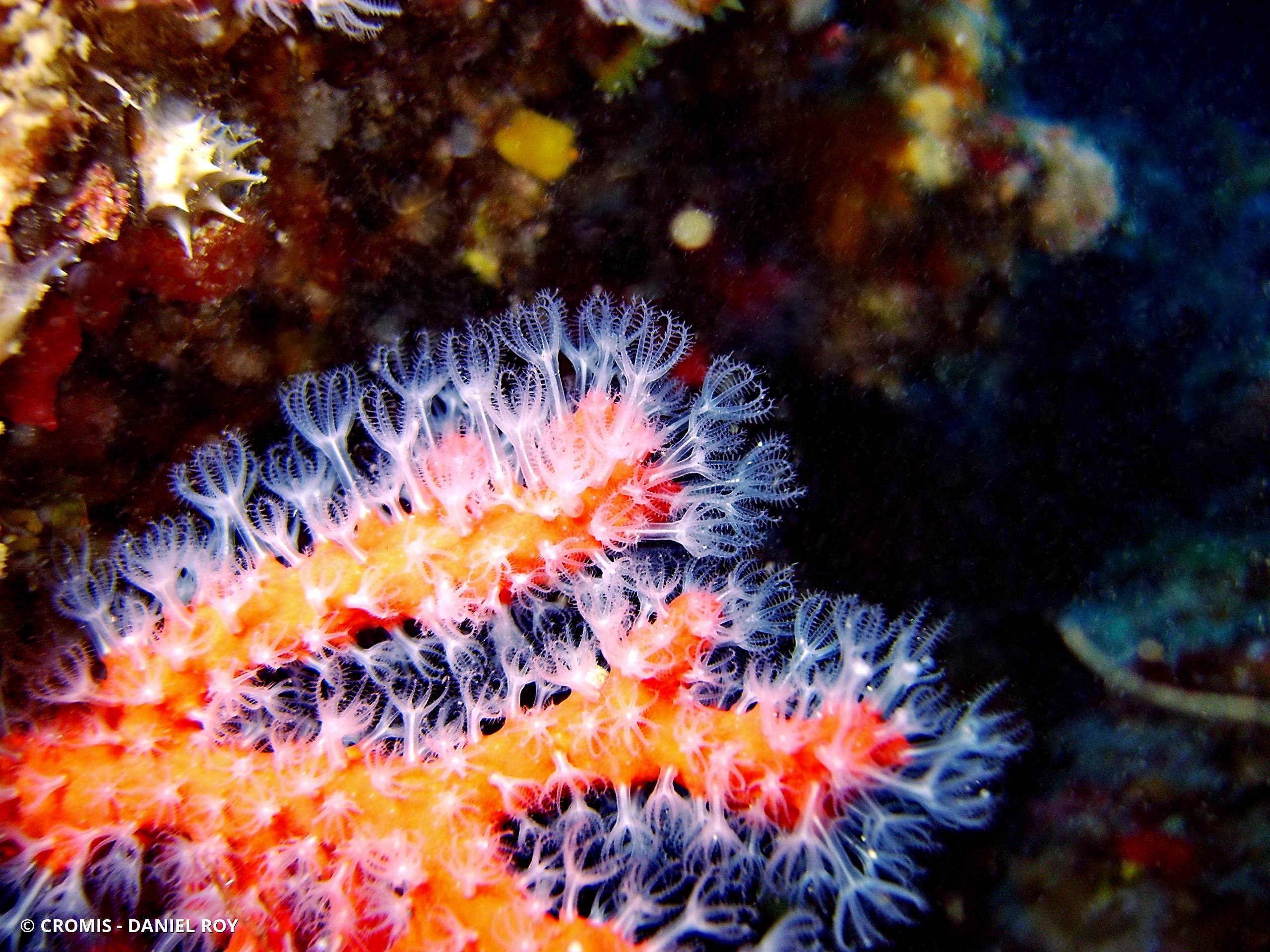Corail rouge de Méditerranée