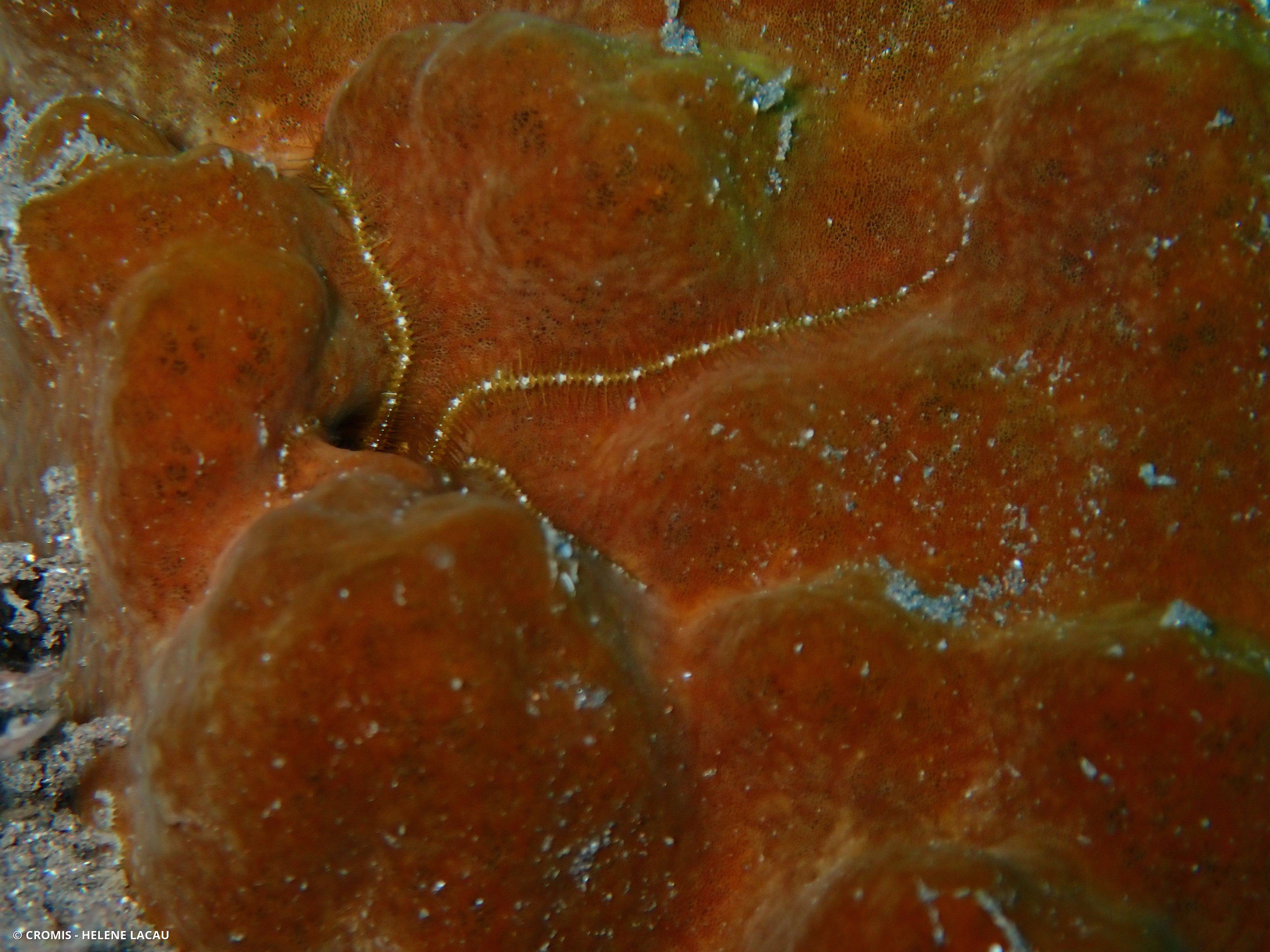 Ophiure hérissée