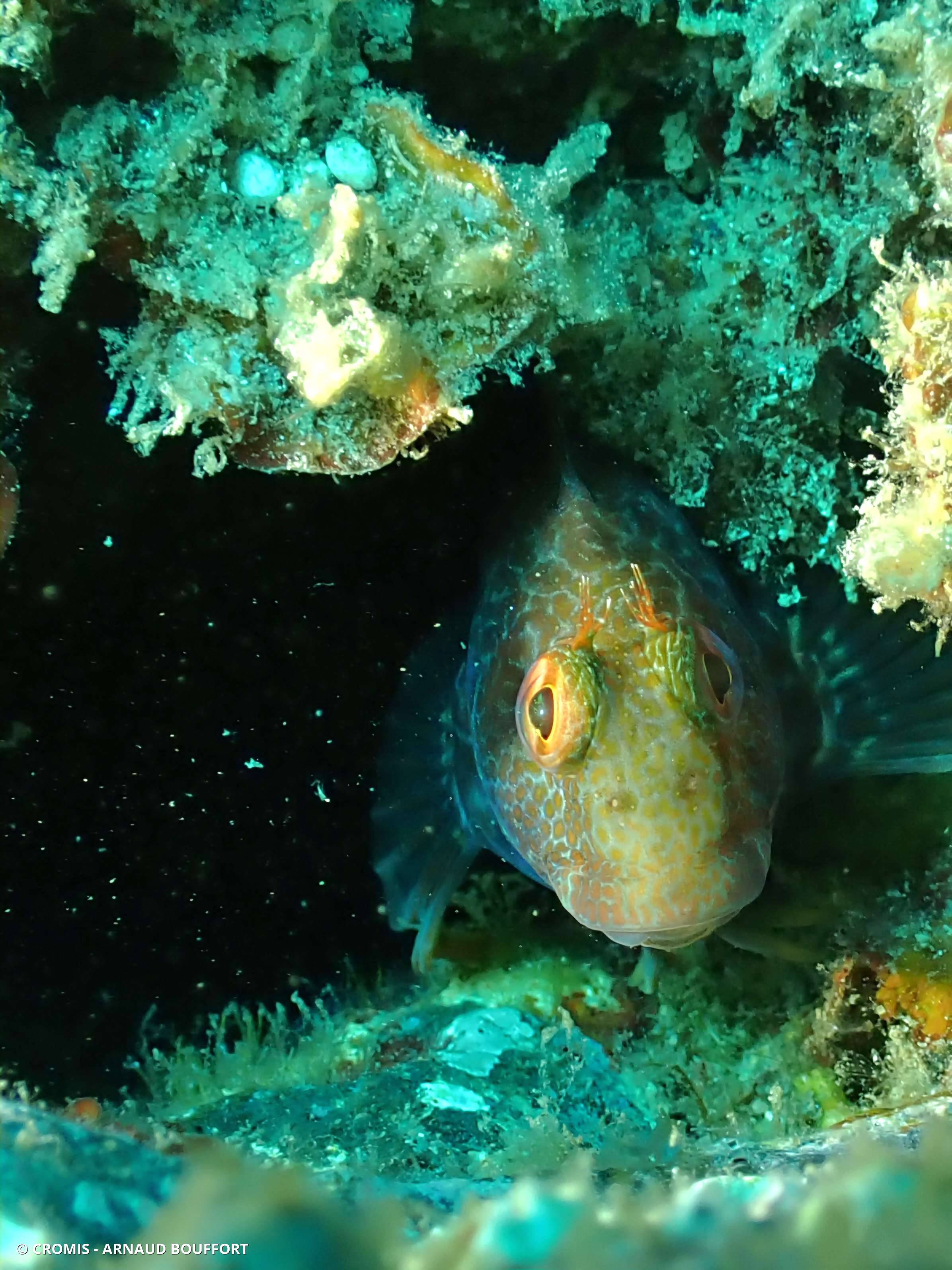 Blennie pilicorne