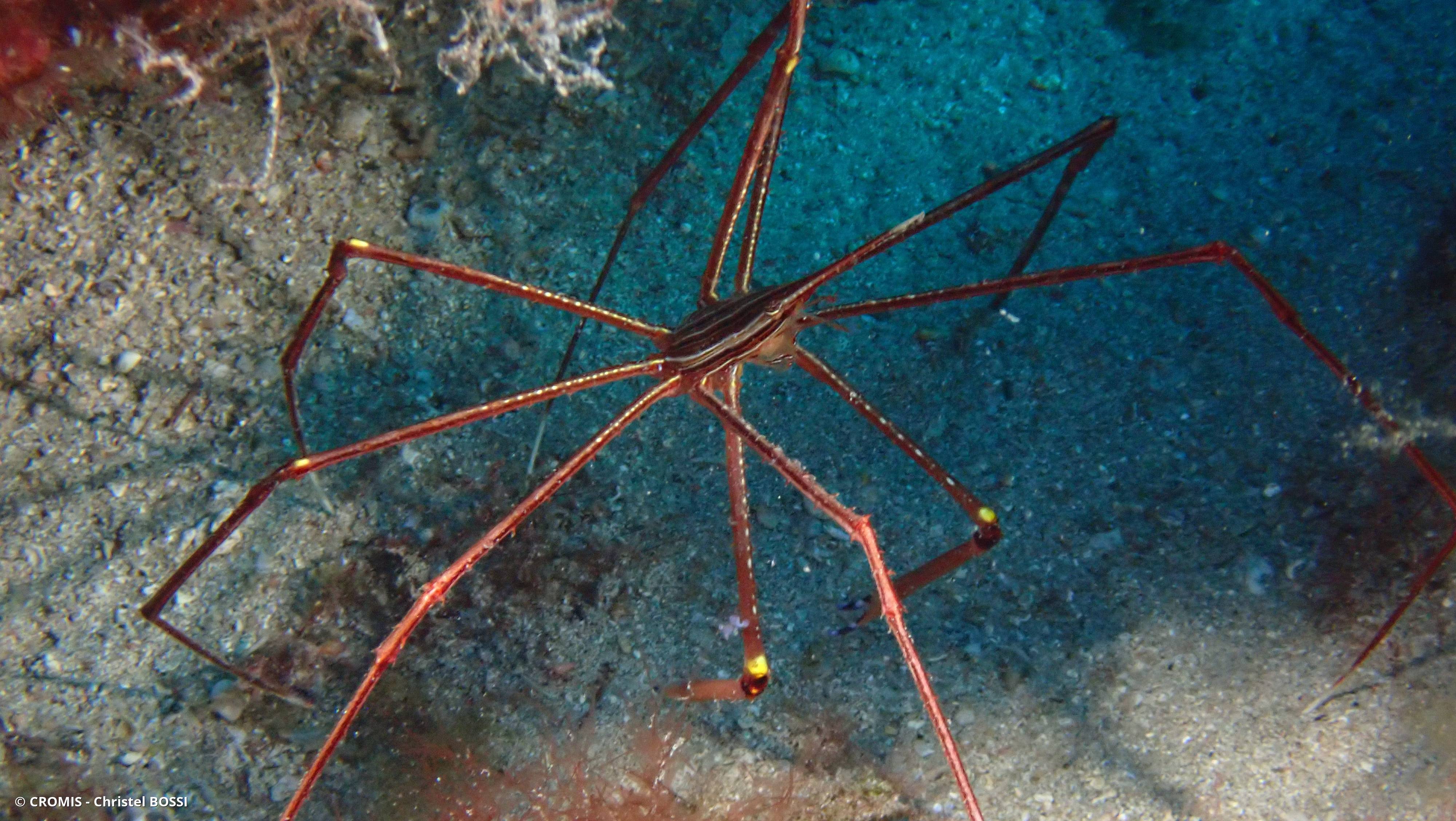 Crabe flêche macaronésien