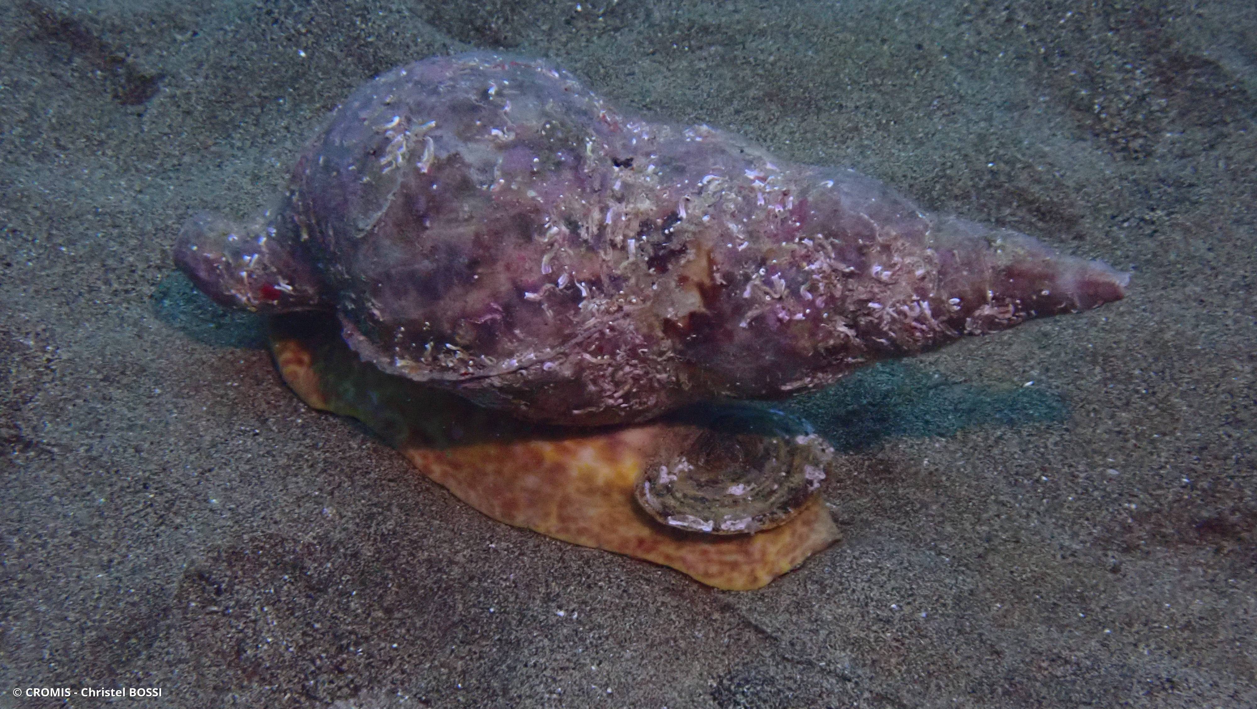 Triton dentelé
