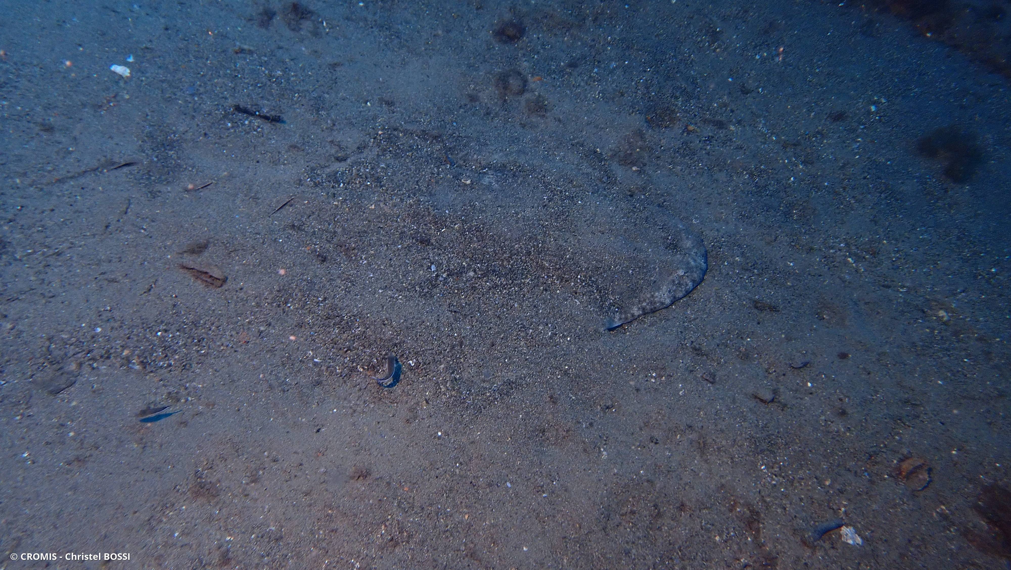 Ange de mer commun