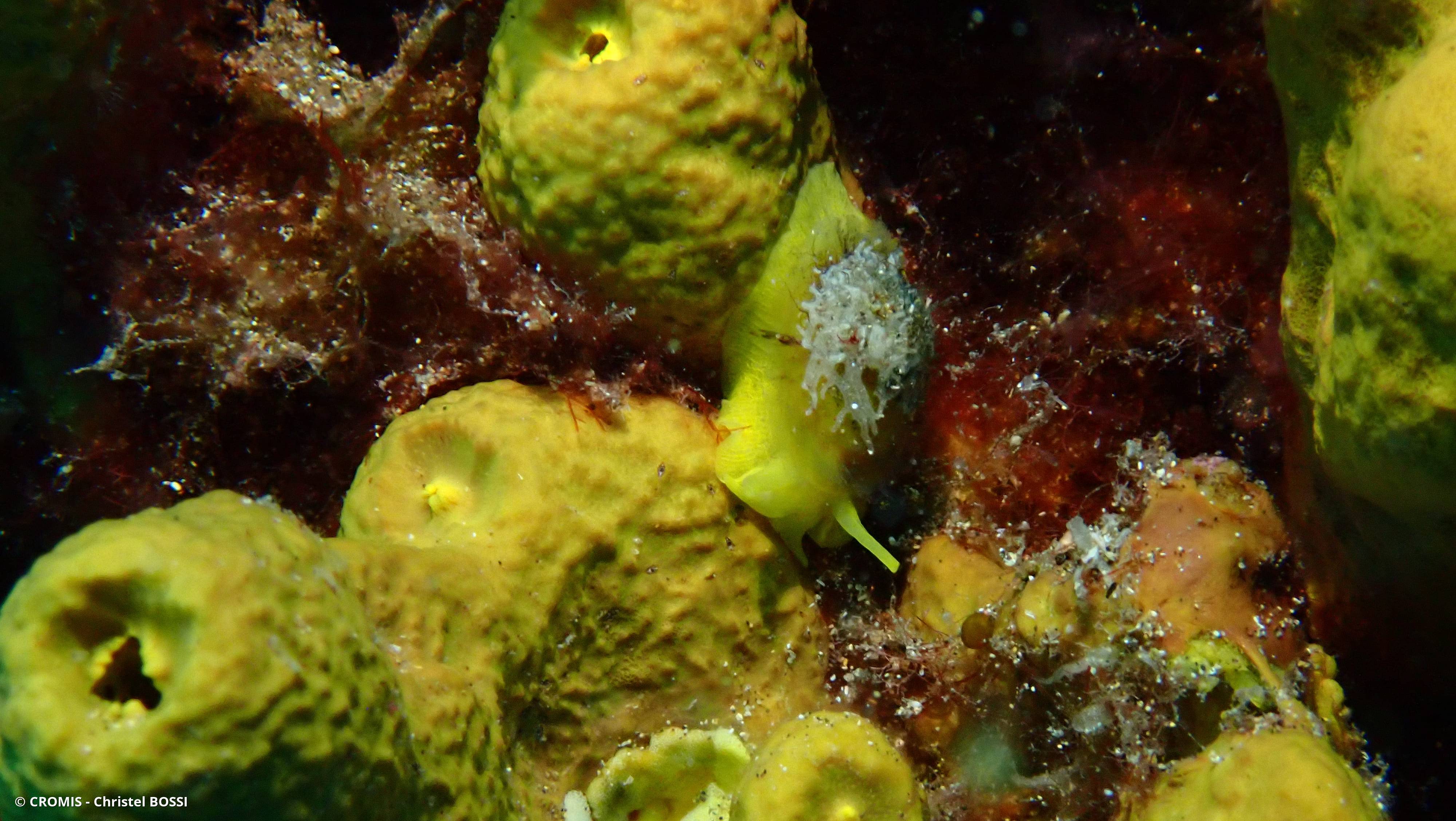 Tylodine jaune
