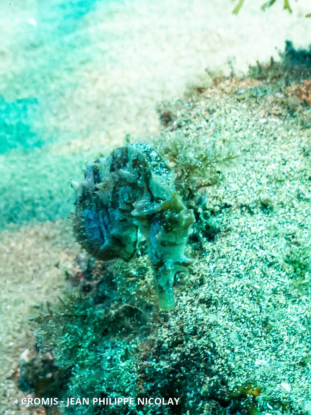 Hippocampe à museau court