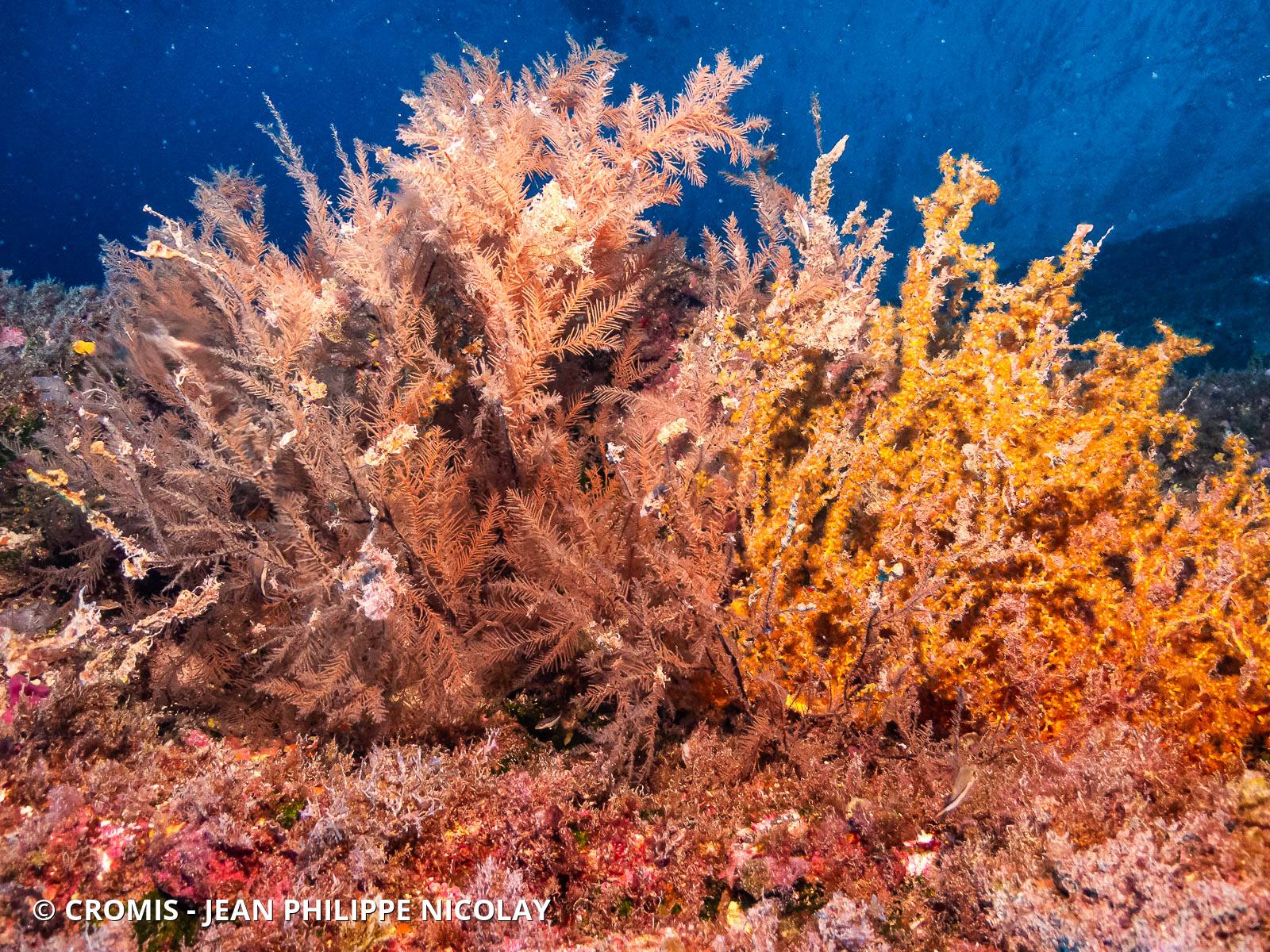 Corail noir canarien