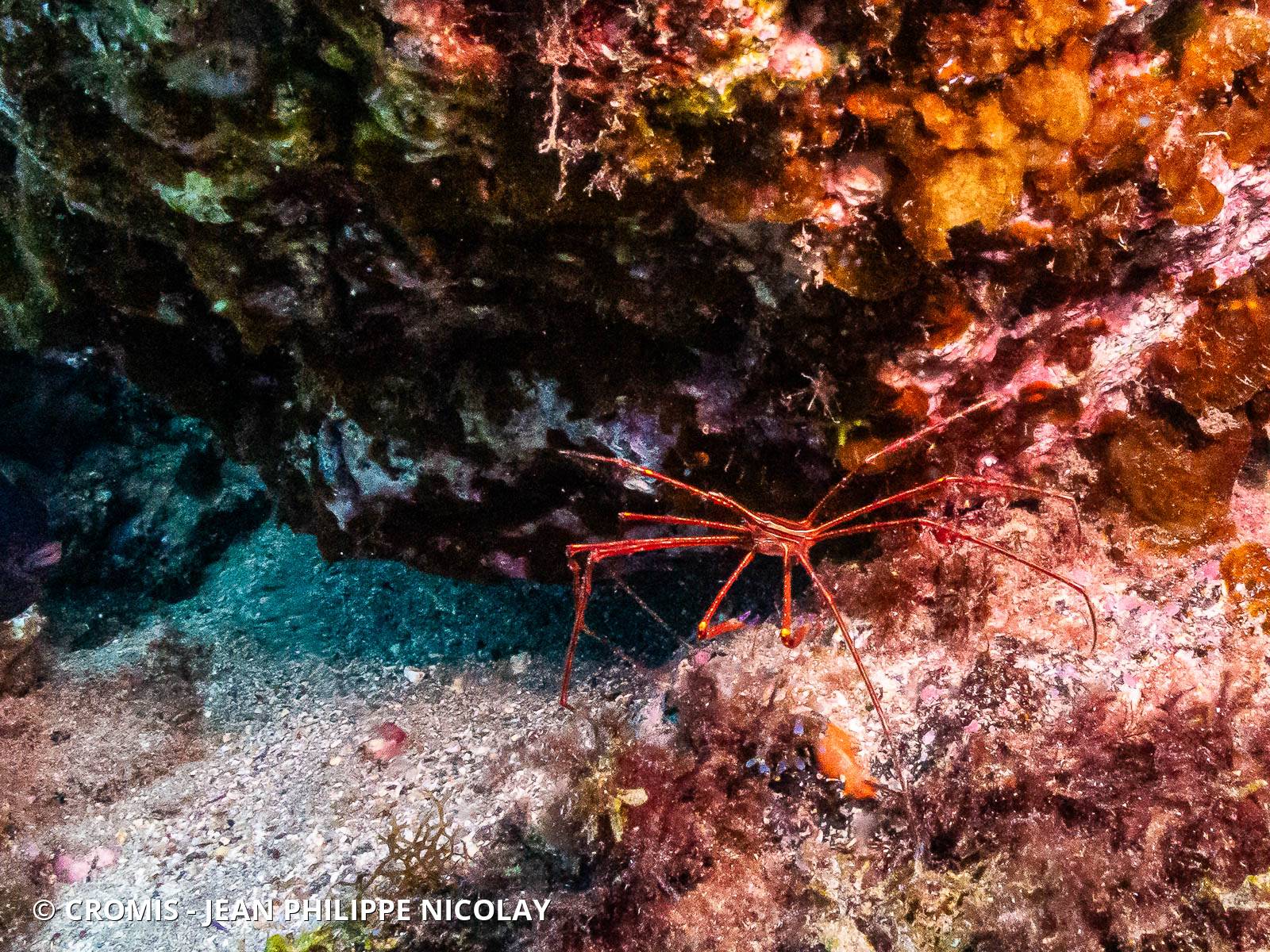 Crabe flêche macaronésien