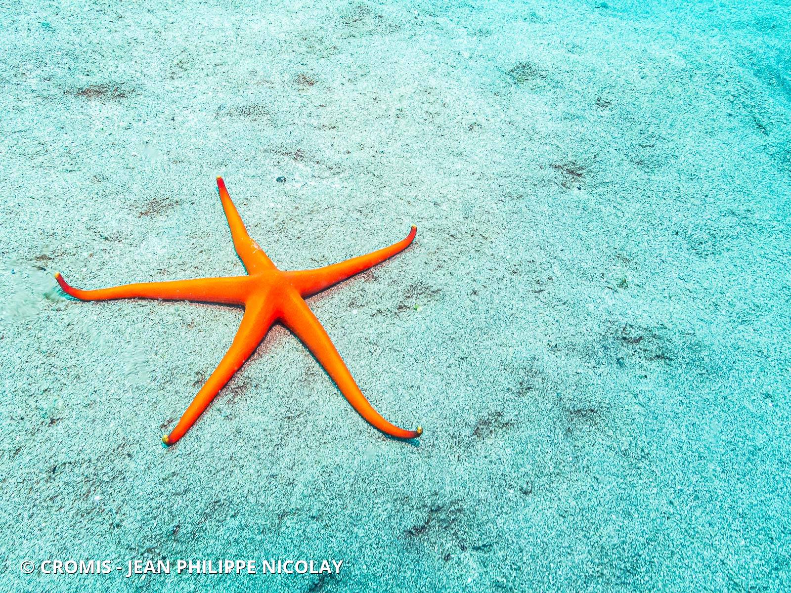 Etoile de mer aux longs bras