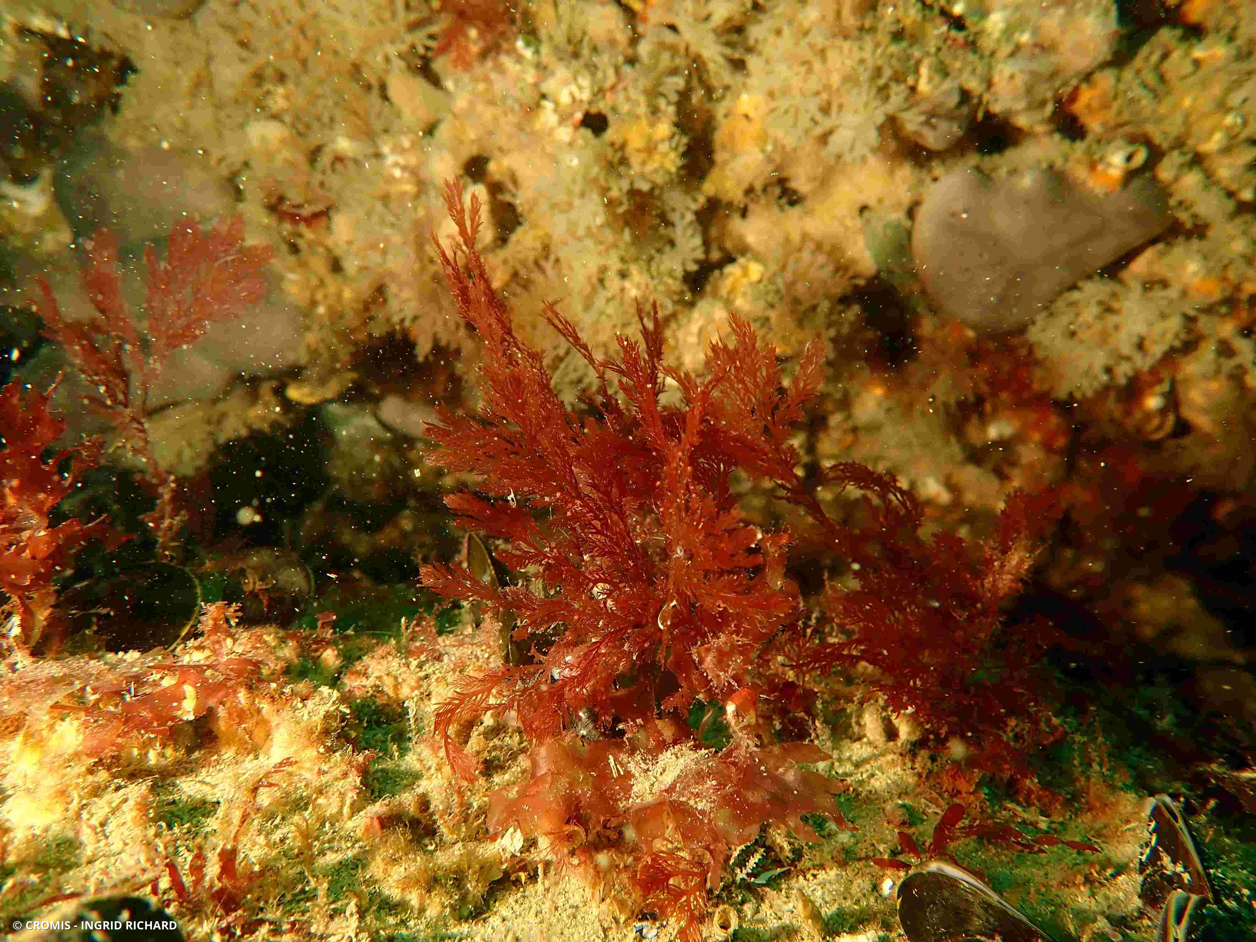 Plocamium cartilagineux