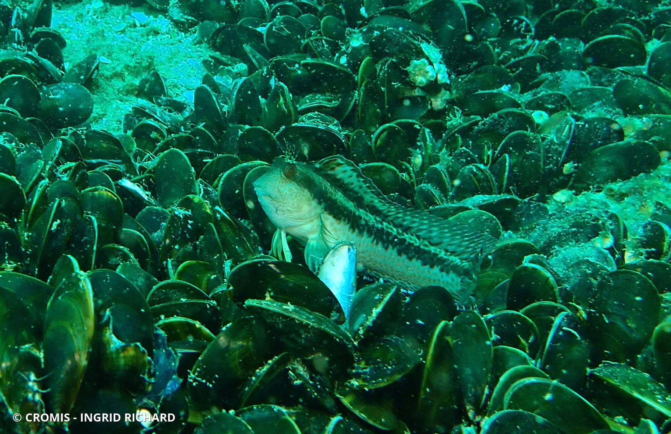 Blennie pilicorne