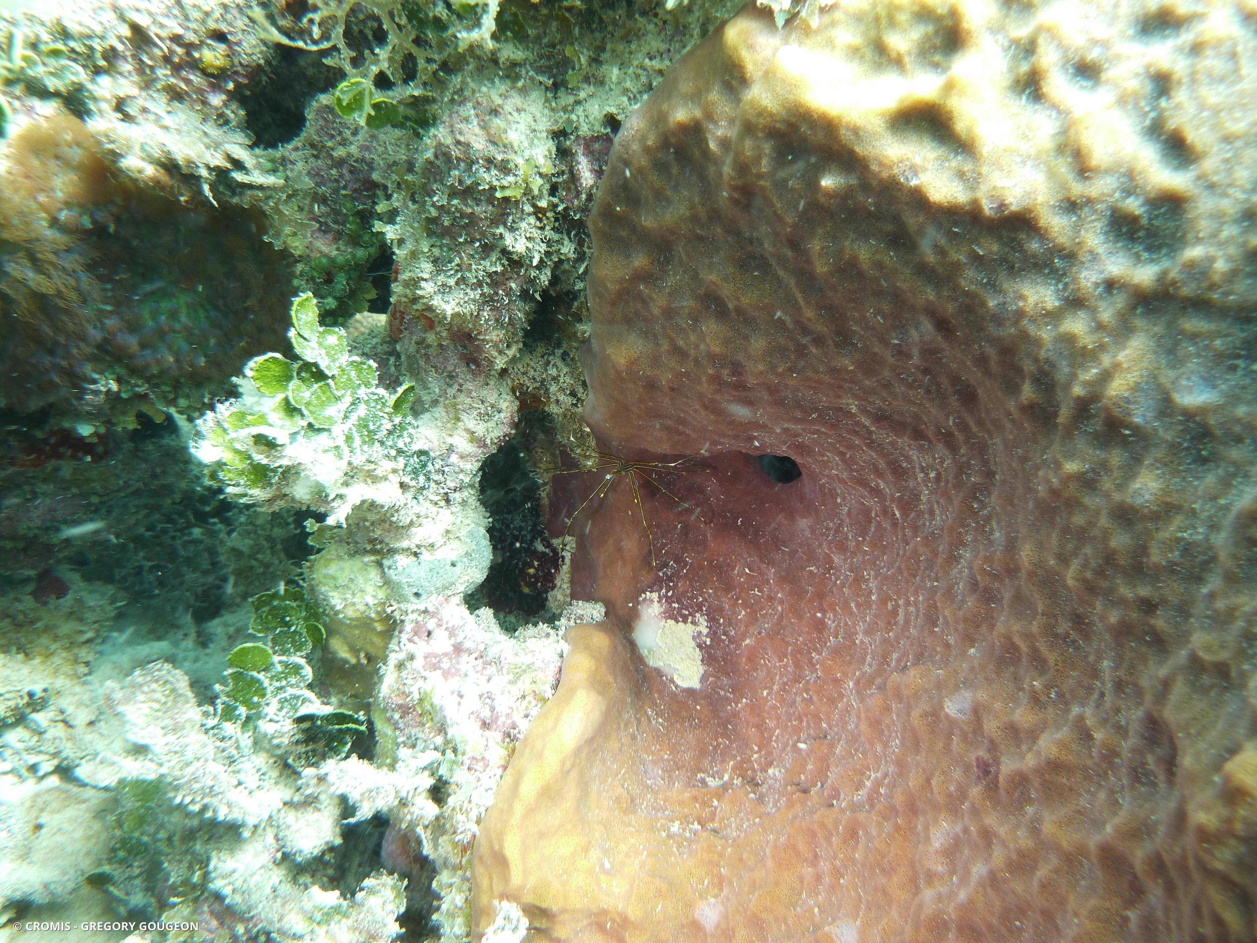 Araignée nez pointu
