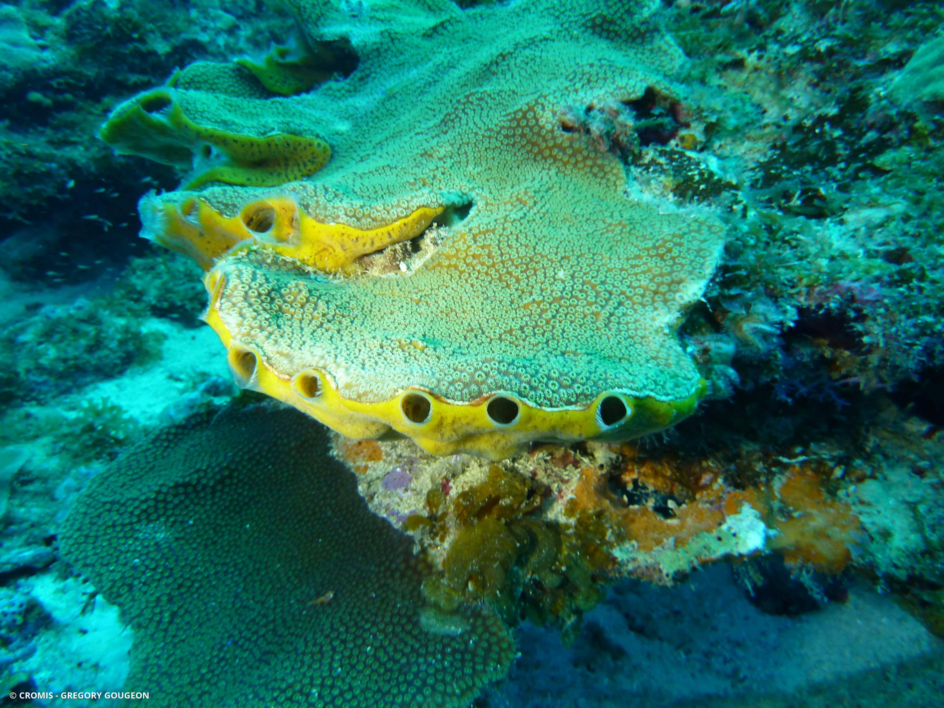Eponge orange givrée