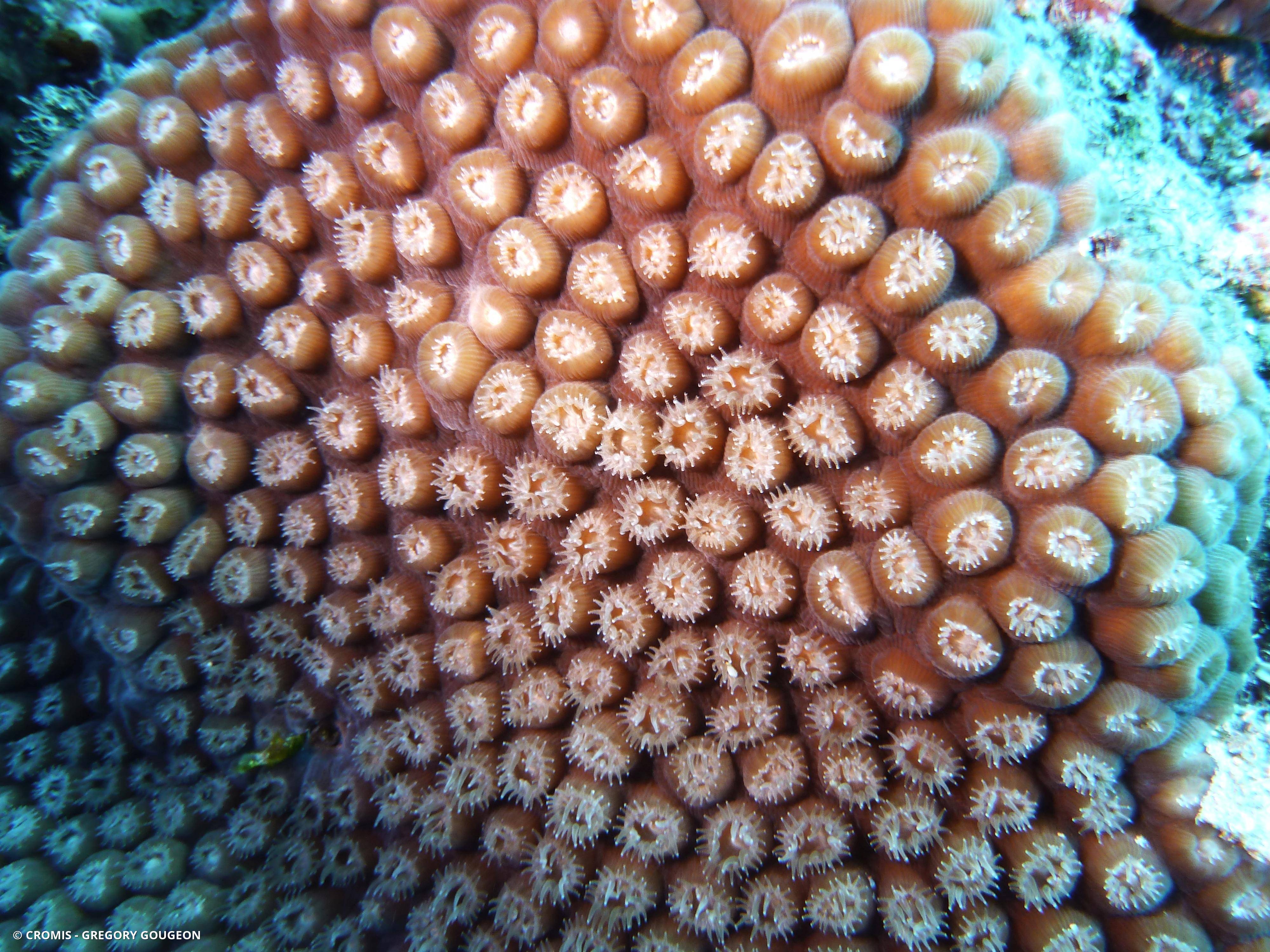 Corail étoilé lobé