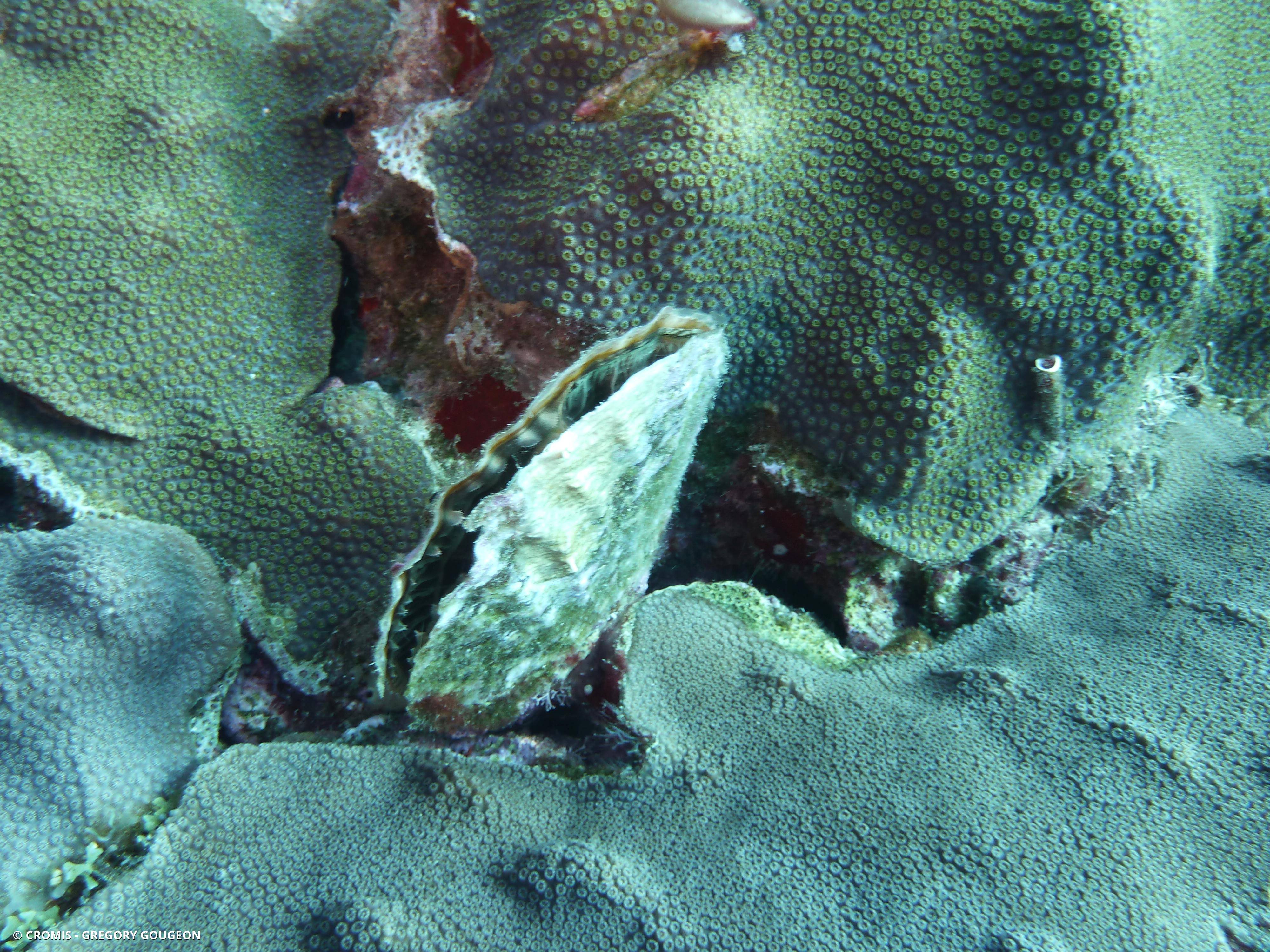 Nacre des Caraïbes