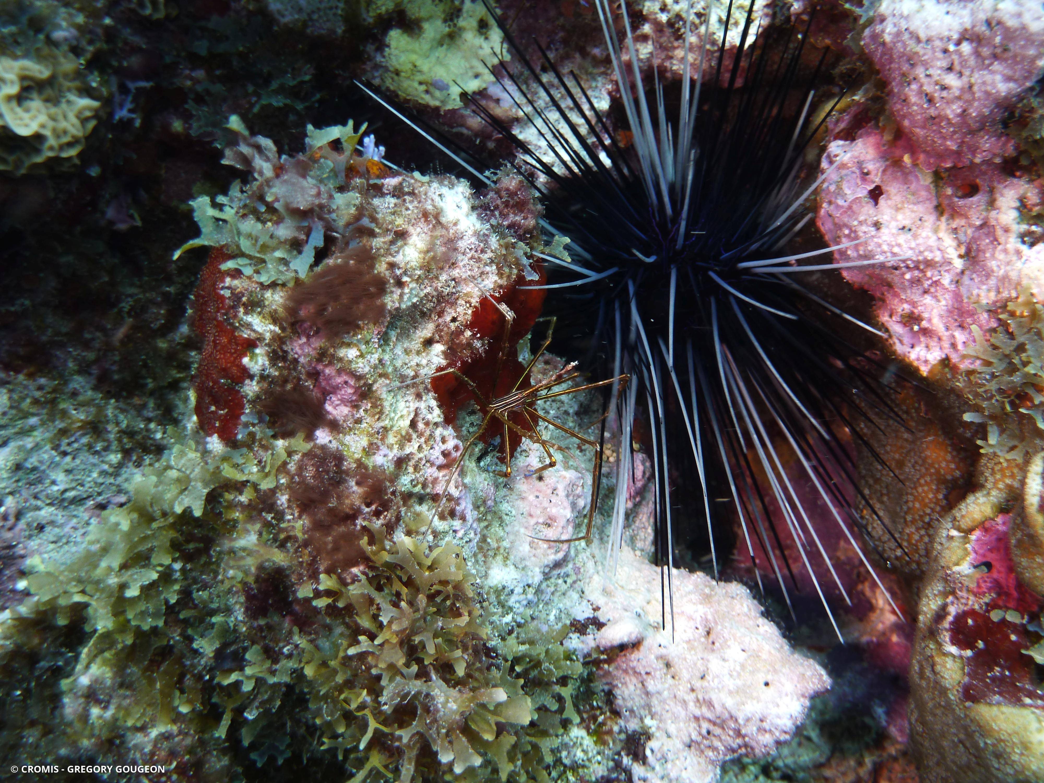 Araignée nez pointu