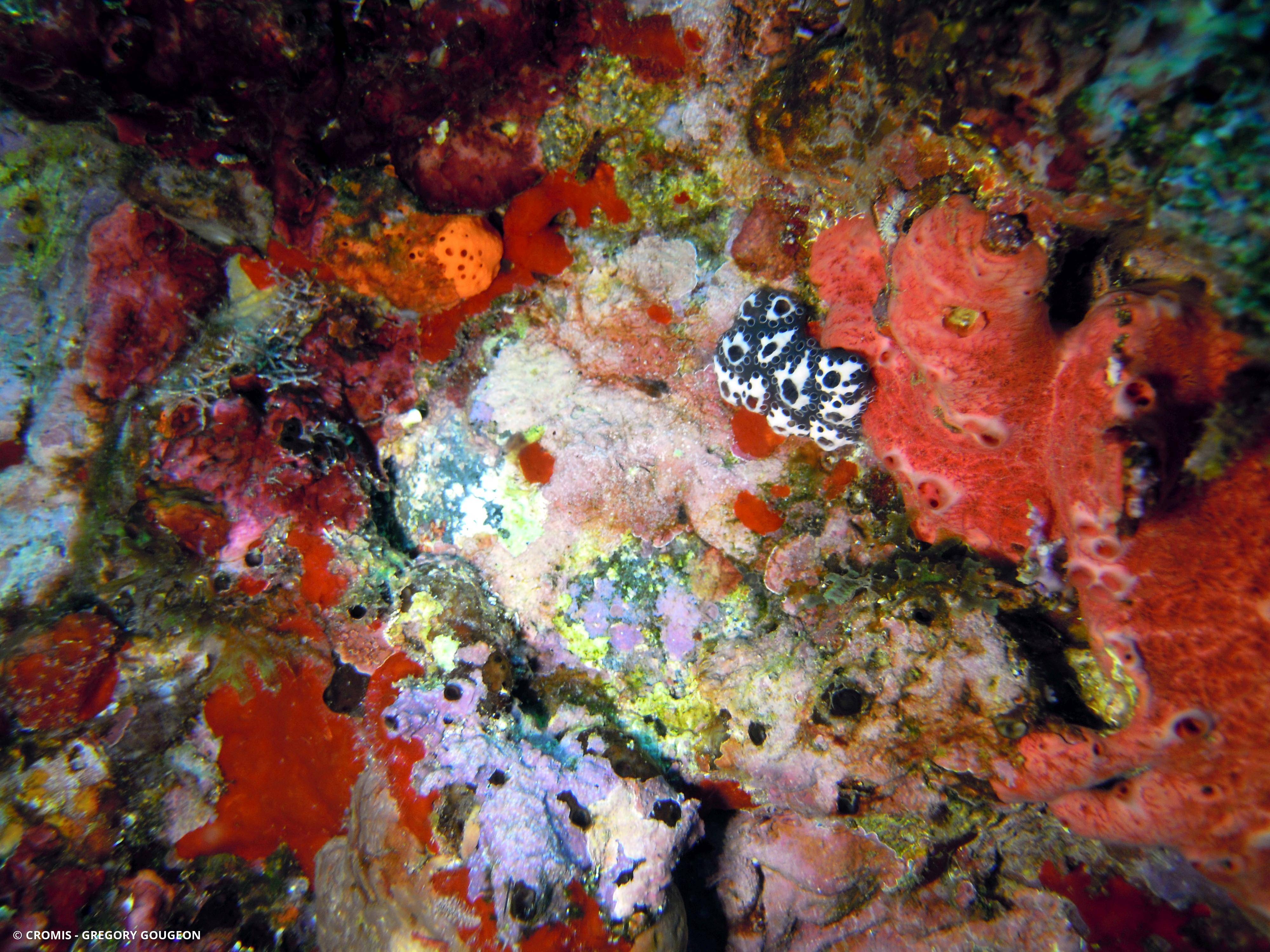 Distaplia des Bermudes