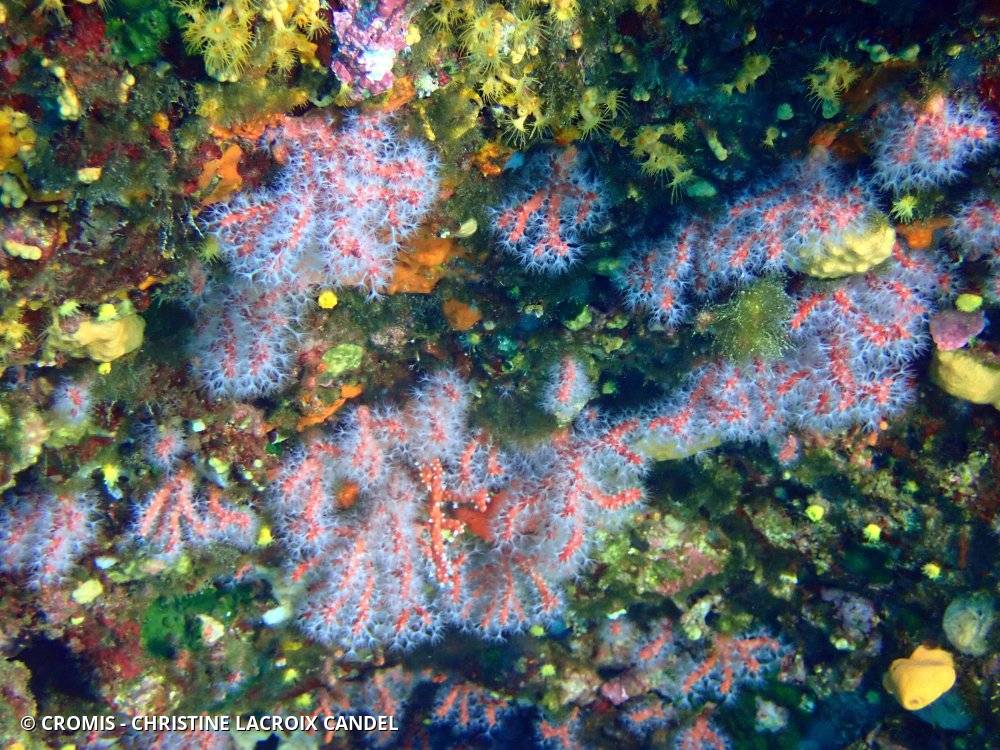 Corail rouge de Méditerranée